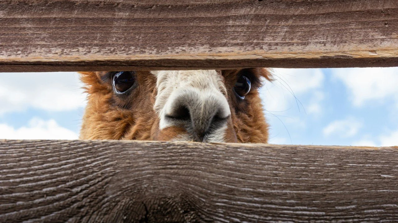 A suggested New Year’s resolution: be more curious
