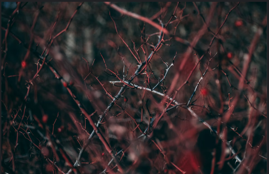 Three steps through the thicket