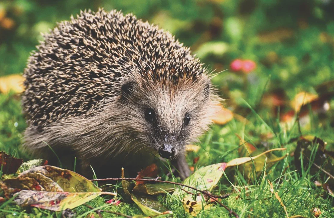 The fox and the hedgehog