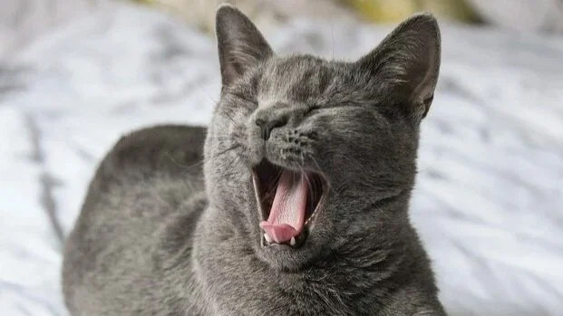 Schrodinger’s yawn: a deliberately boring account of quantum computing