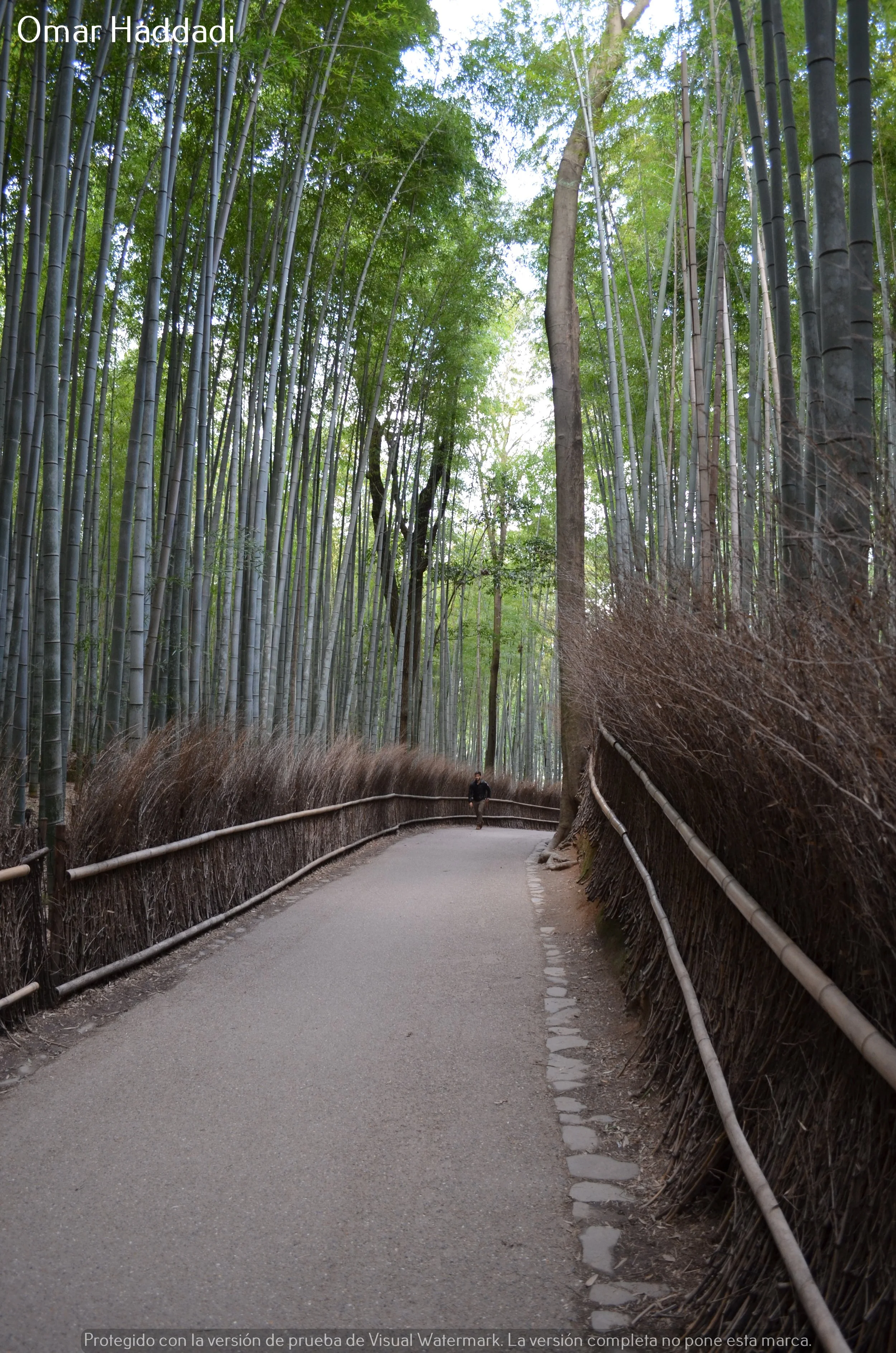 Camino en un bosque de bambú con una persona caminando hacia el fondo.