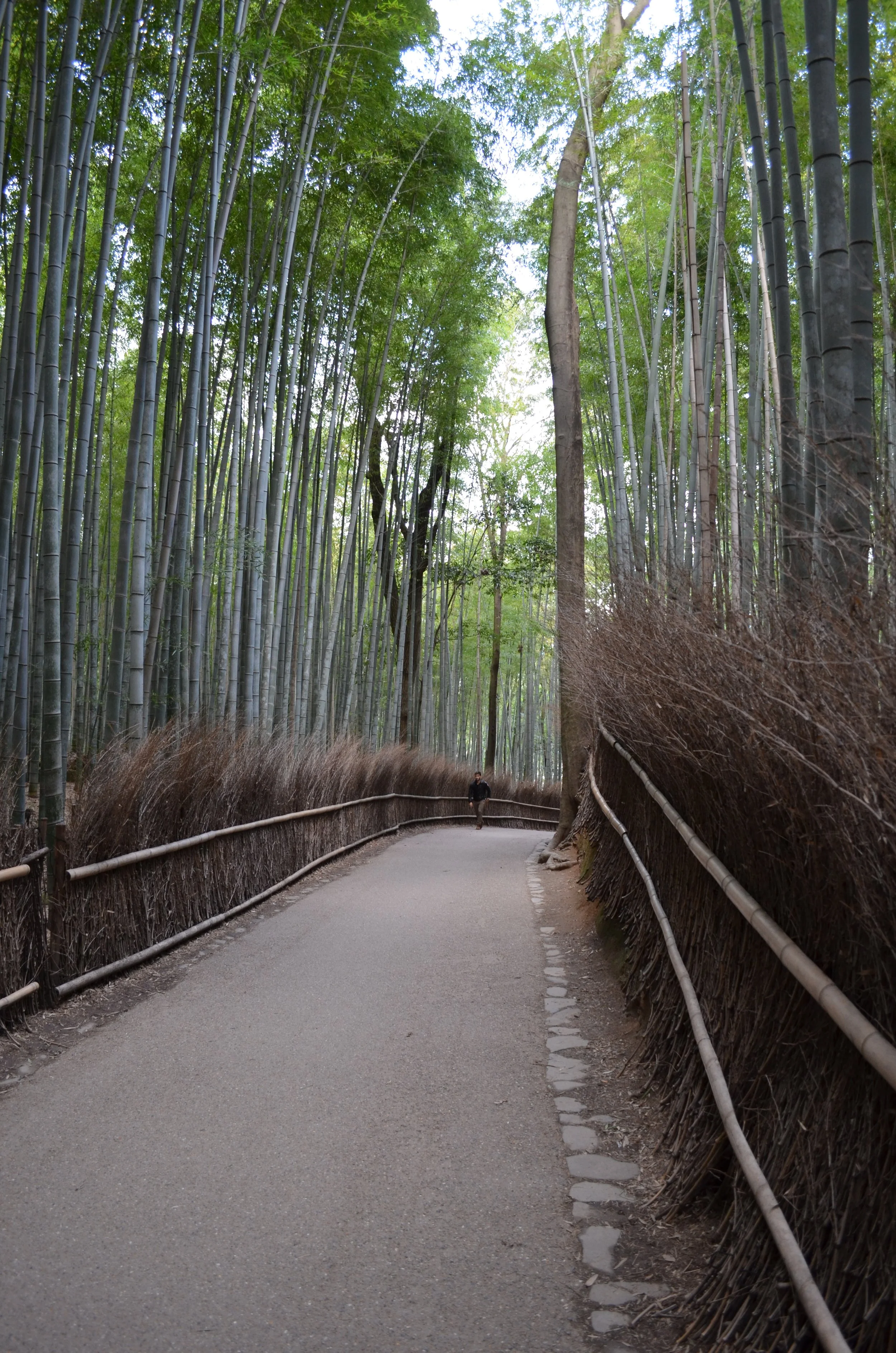 Sendero en un bosque de bambú, con una persona caminando a lo lejos, rodeado de árboles altos y verdes.