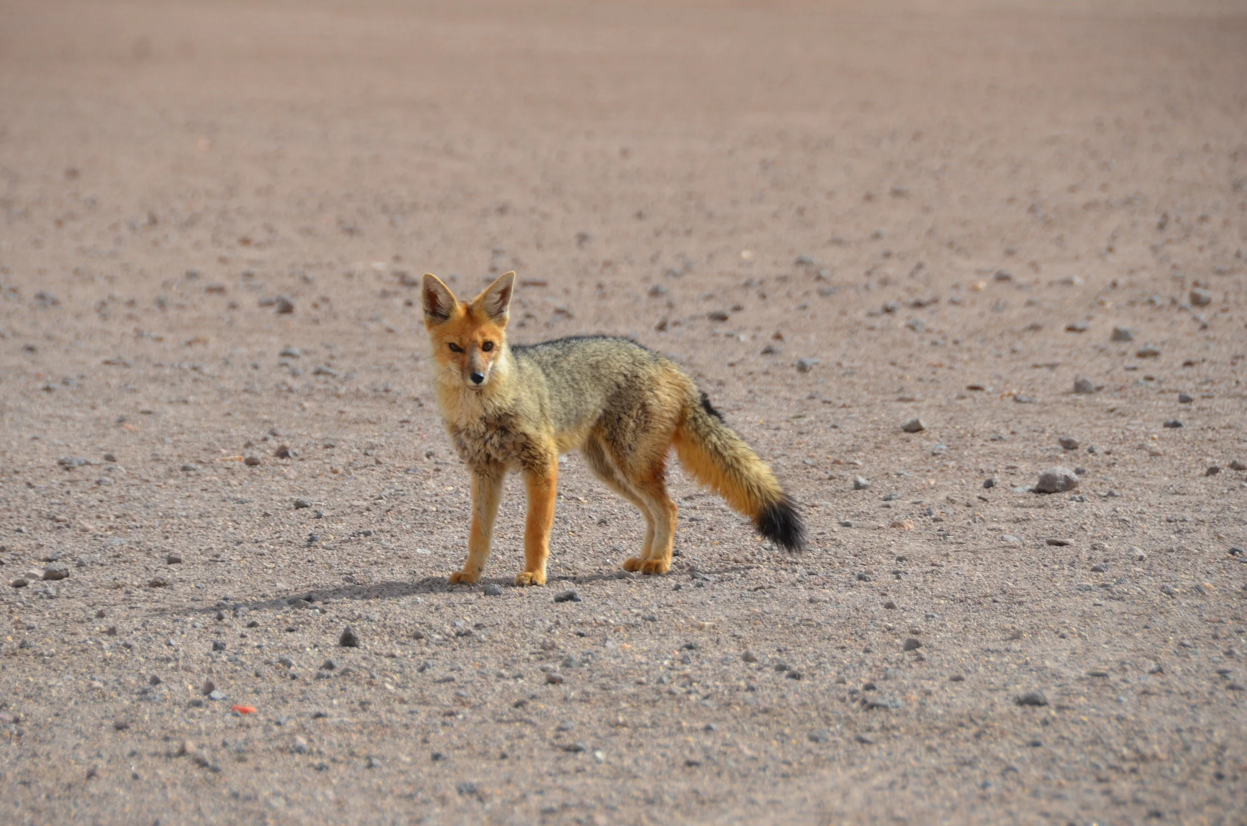 Zorro en un paisaje árido y arenoso.