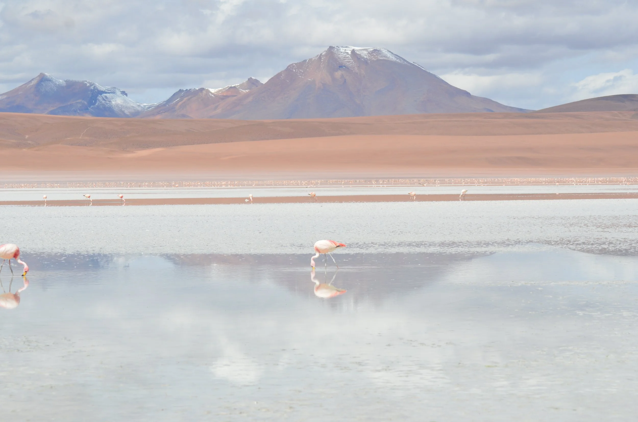 Lago con flamencos en primer plano, montañas con nieve en el fondo, cielo nublado