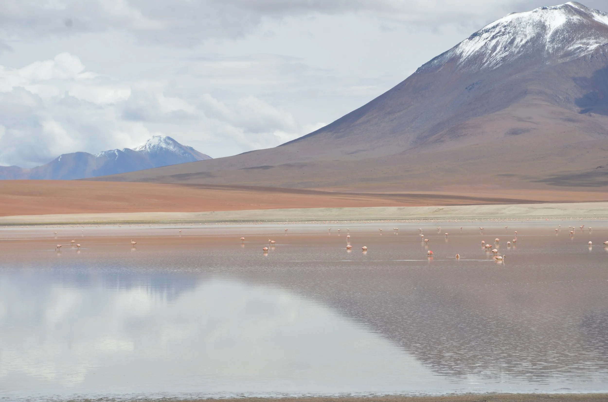 Pantano con flamencos en un paisaje de montañas nevadas y cielo nublado.