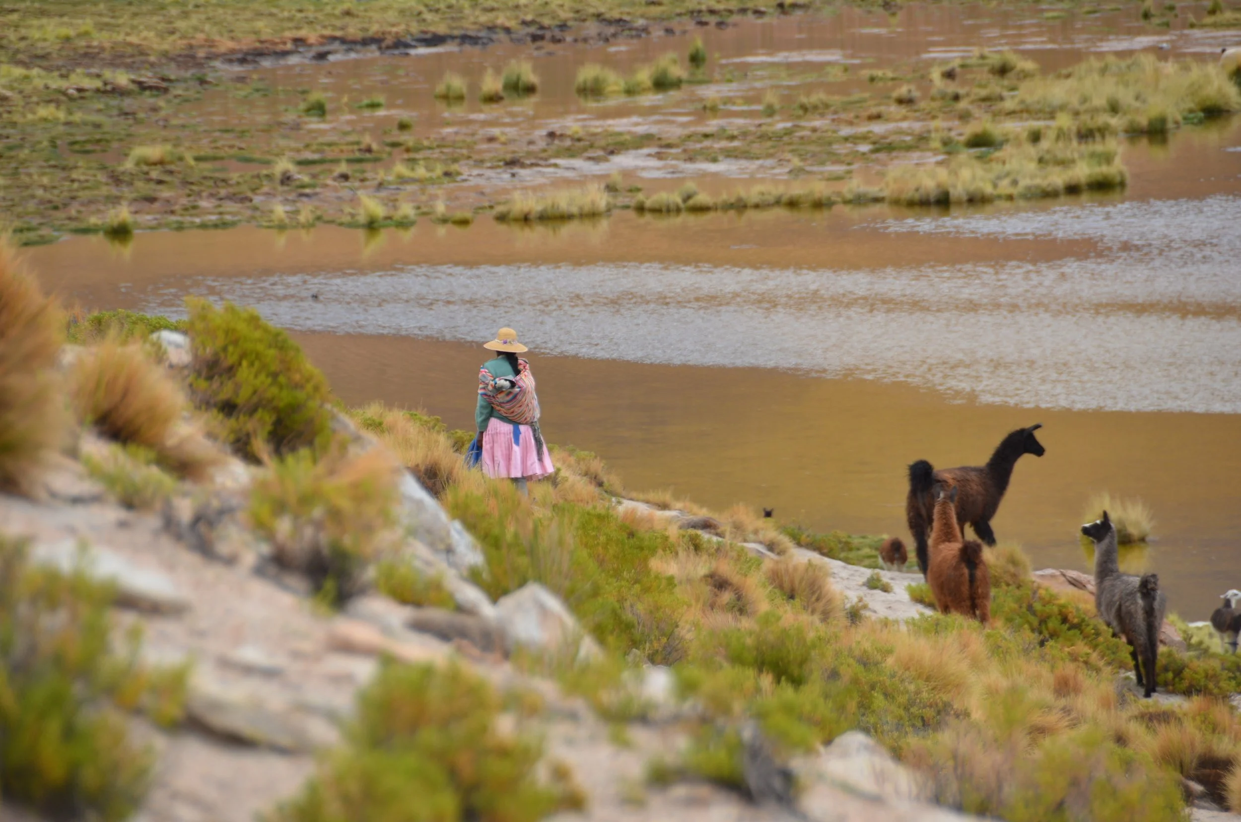 Persona caminando por la orilla de un lago rodeada de alpacas y vegetación en un paisaje de montaña.