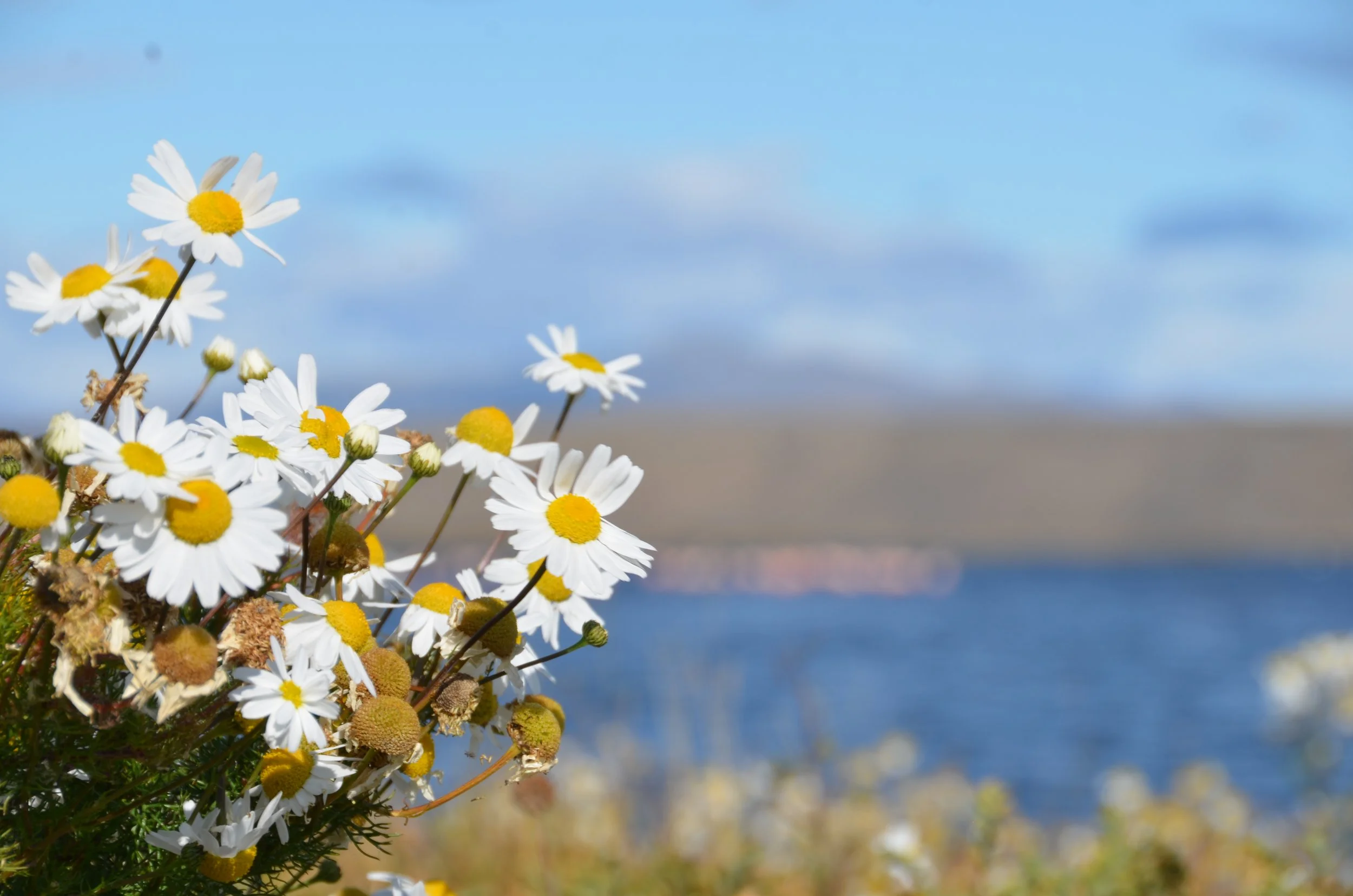 Flores de margarita blancas y amarillas en primer plano con un lago y colinas en el fondo