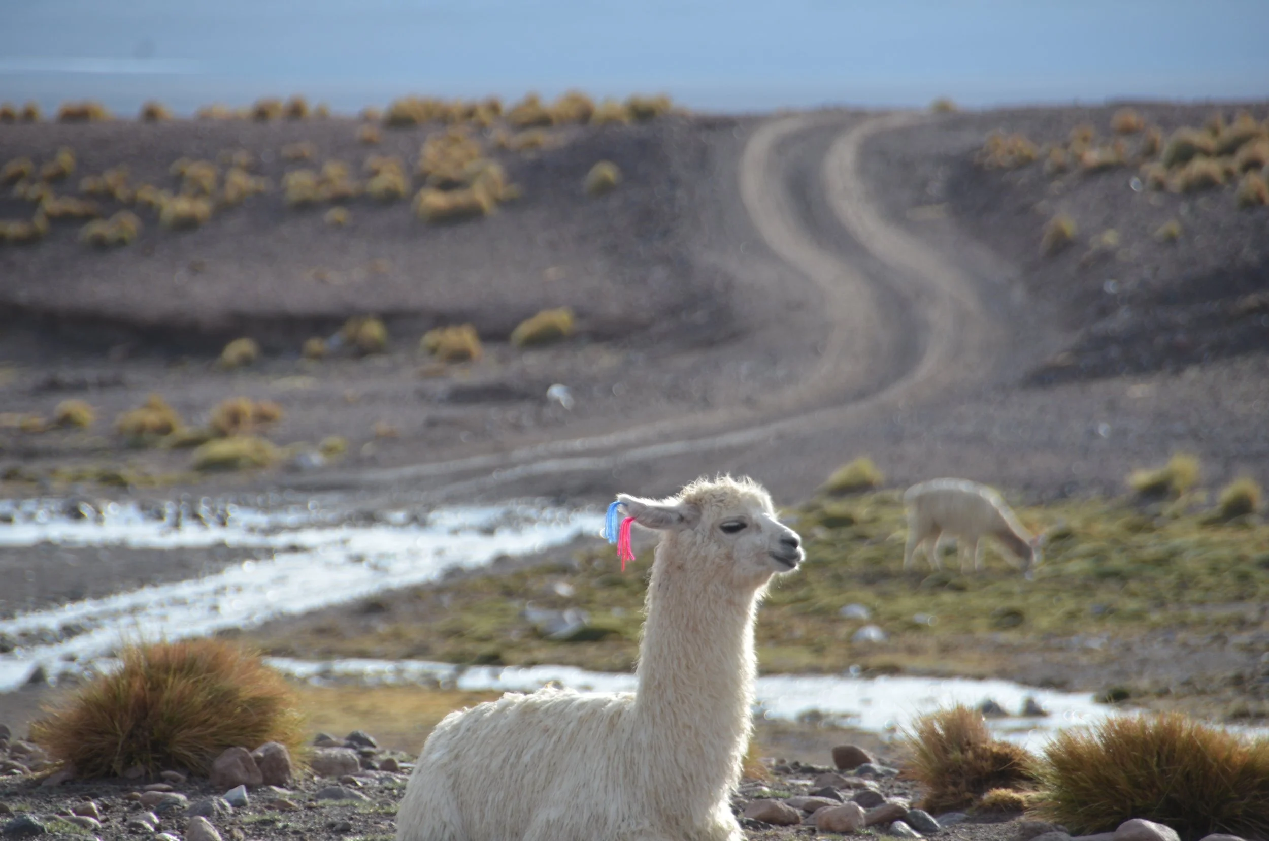 Una llama en un paisaje árido con vegetación dispersa y un camino de tierra en el fondo.