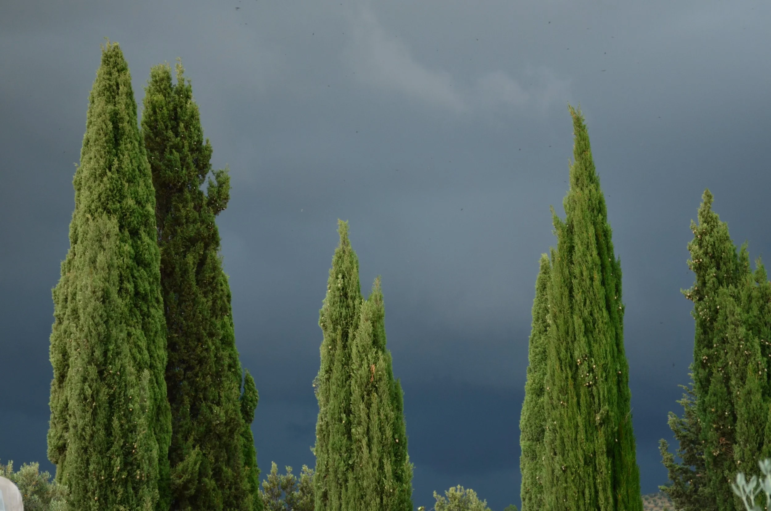 Filas de árboles altos y delgados, probablemente cipreses, con un cielo oscuro y nublado en el fondo.