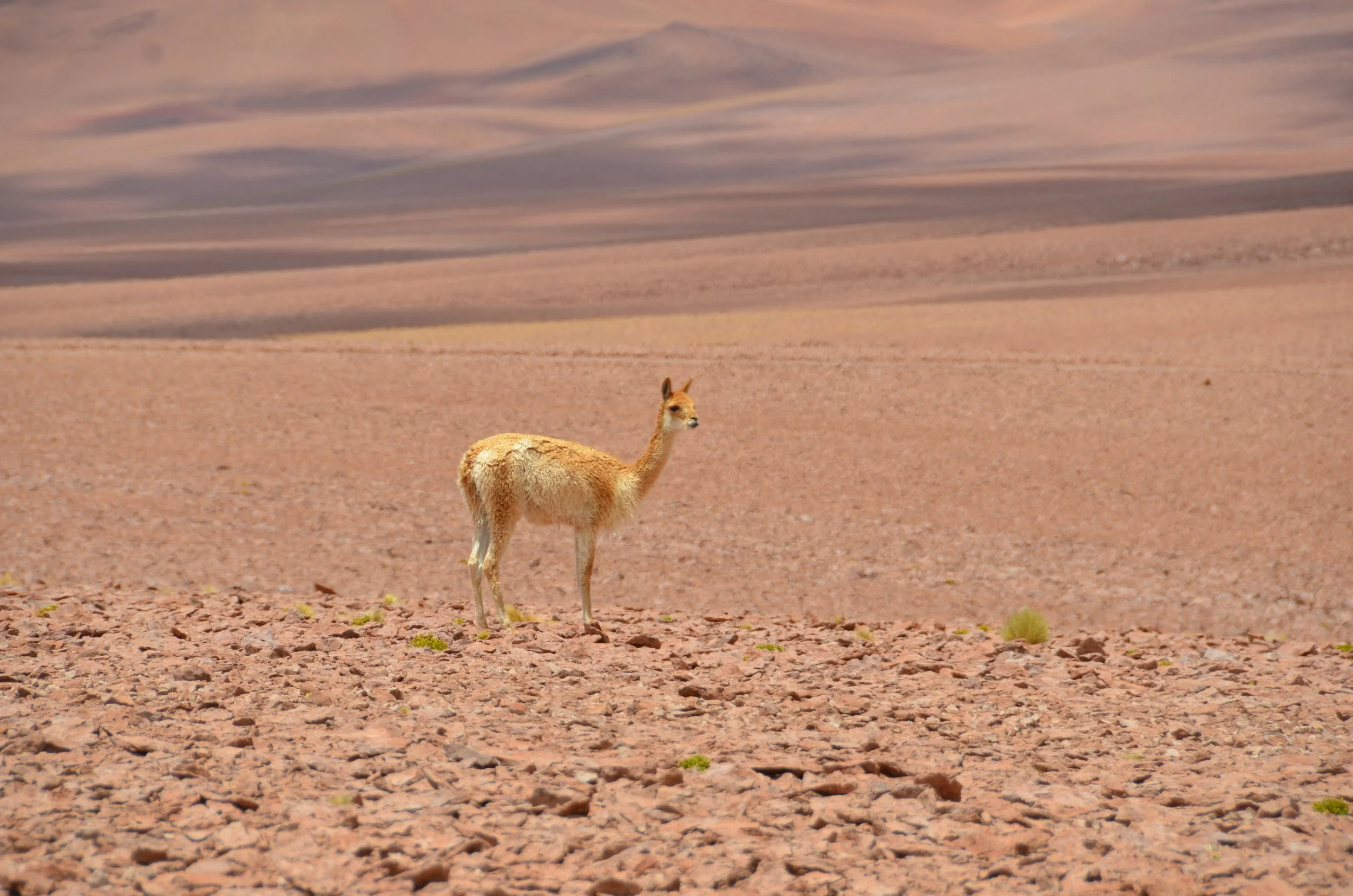 Un animal parecido a una llama en un paisaje desértico con suelo rocoso y montañas al fondo.