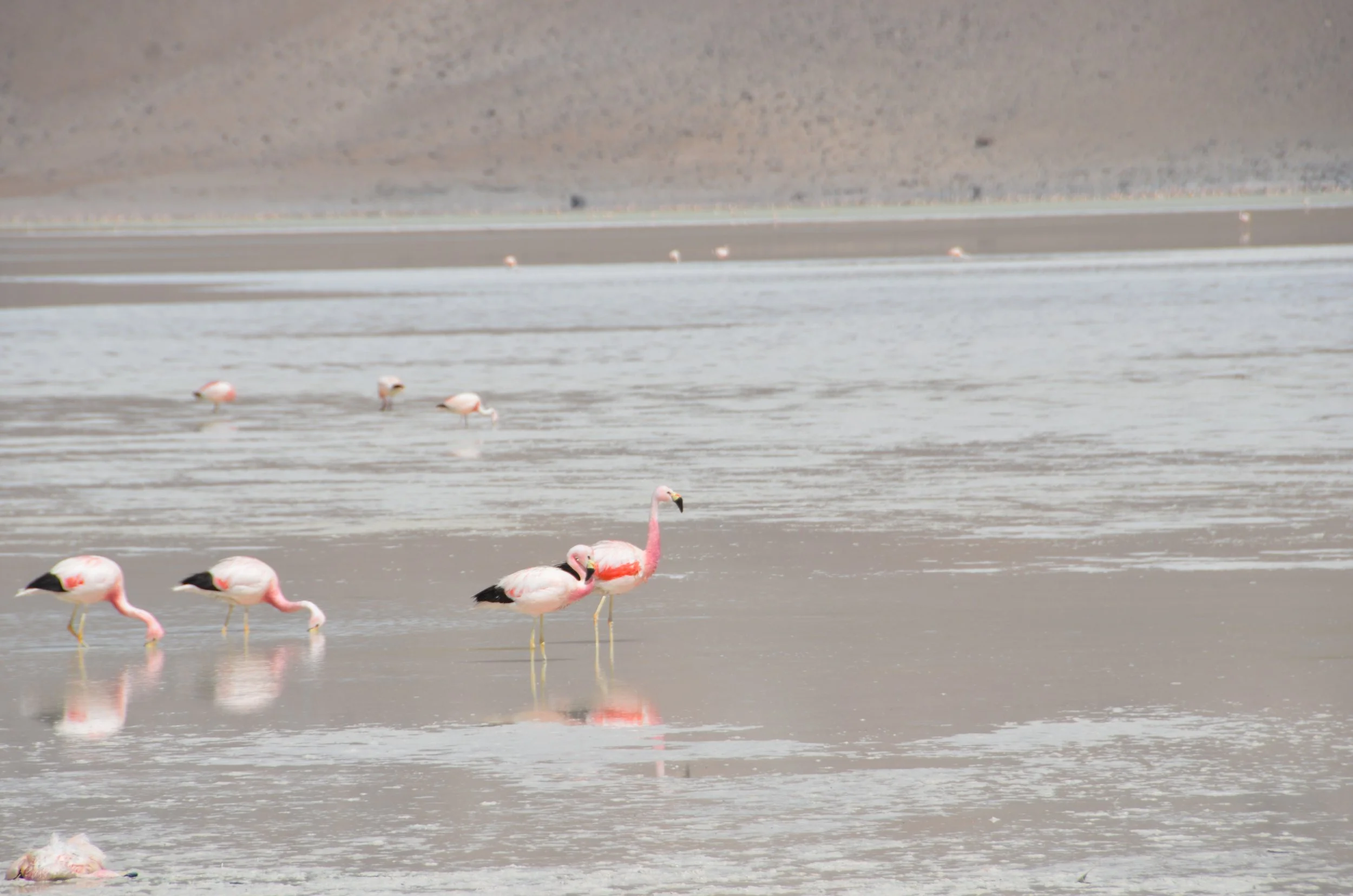 Flamencos rosados en un lago con fondo de montañas y cielo despejado.