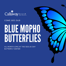 The Butterfly Festival