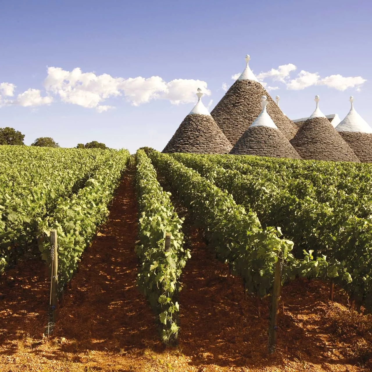 🍷 Ready to discover the true taste of Puglia? 🇮🇹✨

From the bold, sun-kissed Primitivo di Manduria to structured Negroamaro and refined Nero di Troia, Puglia produces some of Italy&rsquo;s most breathtaking wines. 🍇

We&rsquo;ve curated a complet