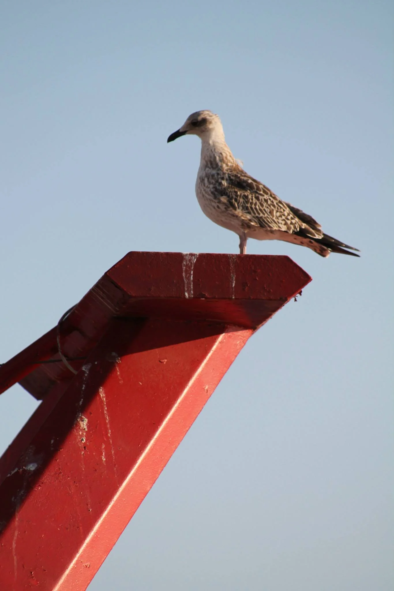 Seagull on a red lookout in Gallipoli, Puglia: representing Puglia Gateway’s local perspective and vision for luxury travel consulting.
