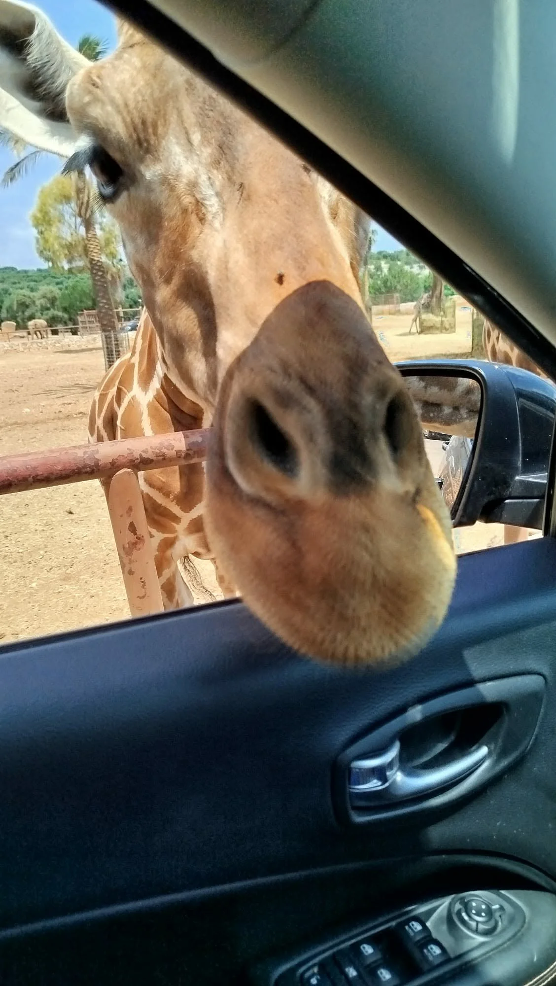 Giraffe+zoo+Fasano+PugliaGateway.png