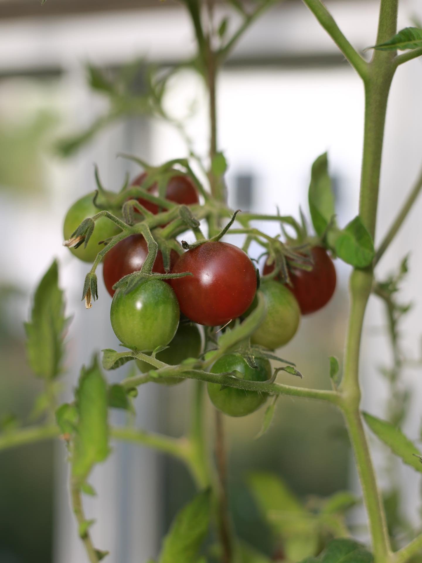 Our fruits and vegetables have been spurred on by recent rain and sun - fingers crossed for a bumper harvest this year. 

#garden #gardening #ukgarden #younggardener #gardendesign #bournemouth #dorset #dorsetgarden #wildlifegarden #wildlife #naturali