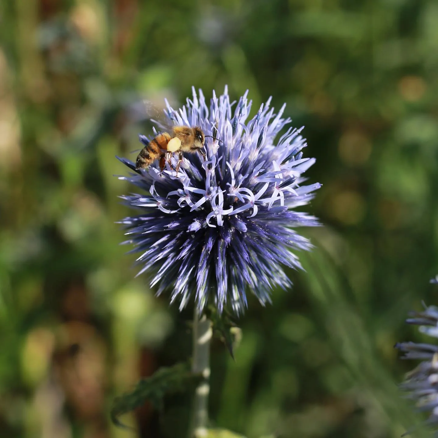 Globe forms and bee magnets.

#garden #gardening #ukgarden #younggardener #gardendesign #bournemouth #dorset #dorsetgarden #wildlifegarden #wildlife #naturalistic #naturalisticplanting #naturalisticgarden #rewild #rewilding #wild #environment #plants