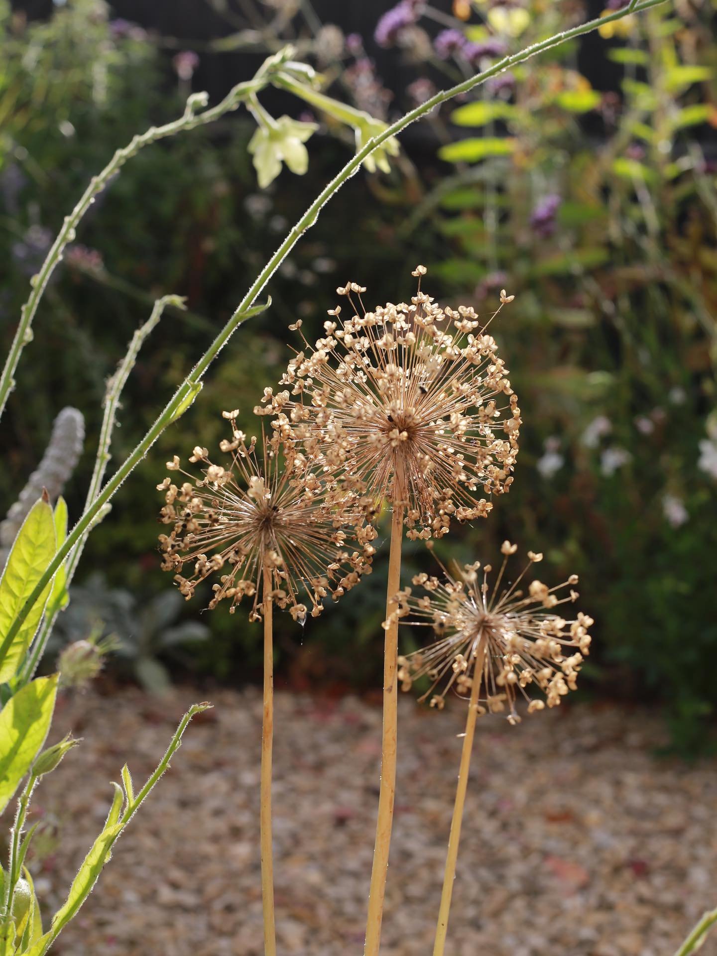 Golden light this morning, justifying exactly why I leave the allium seed heads in the garden borders.

#garden #gardening #ukgarden #younggardener #gardendesign #bournemouth #dorset #dorsetgarden #wildlifegarden #wildlife #naturalistic #naturalistic