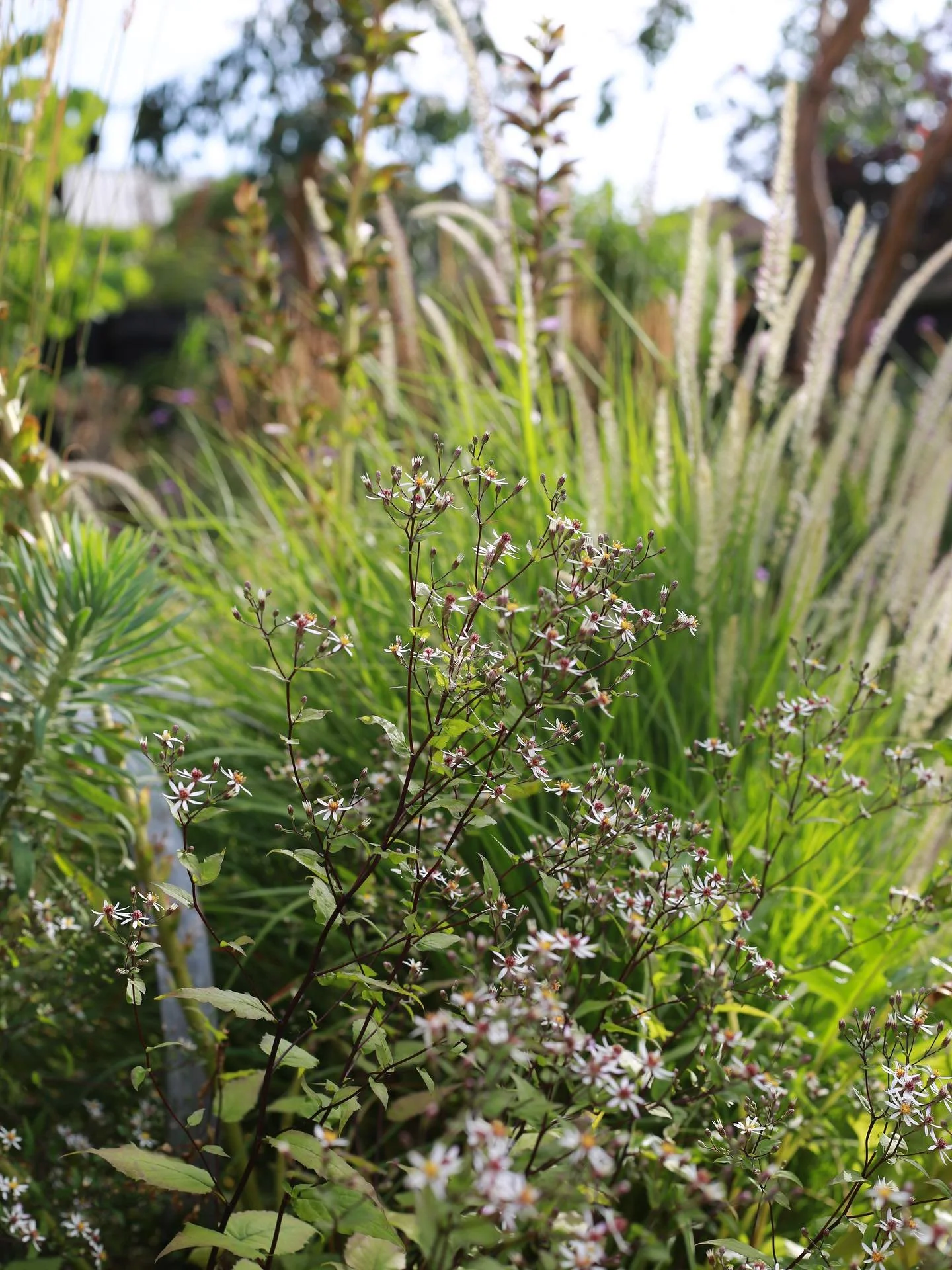 Love the delicate flowers of this aster. They contrast the dark stems and the purple accents of panicum and acanthus, striking a different form to the nearby euphorbia and pennisetum.

#garden #gardening #ukgarden #younggardener #gardendesign #bourne