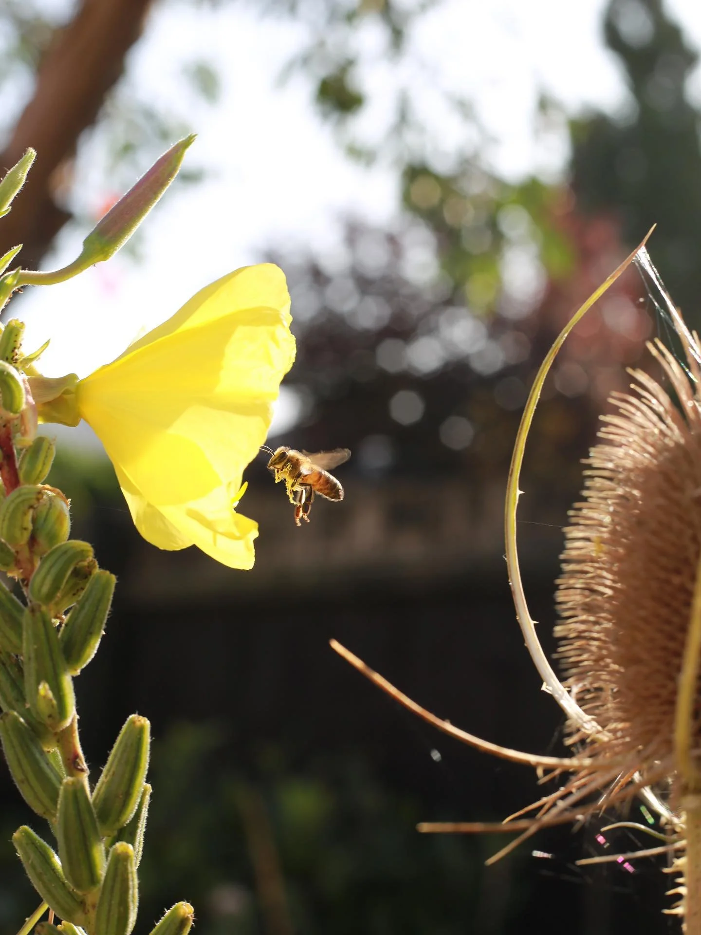 What a beautiful morning.

#garden #gardening #ukgarden #younggardener #gardendesign #bournemouth #dorset #dorsetgarden #wildlifegarden #wildlife #naturalistic #naturalisticplanting #naturalisticgarden #rewild #rewilding #wild #environment #plants #g