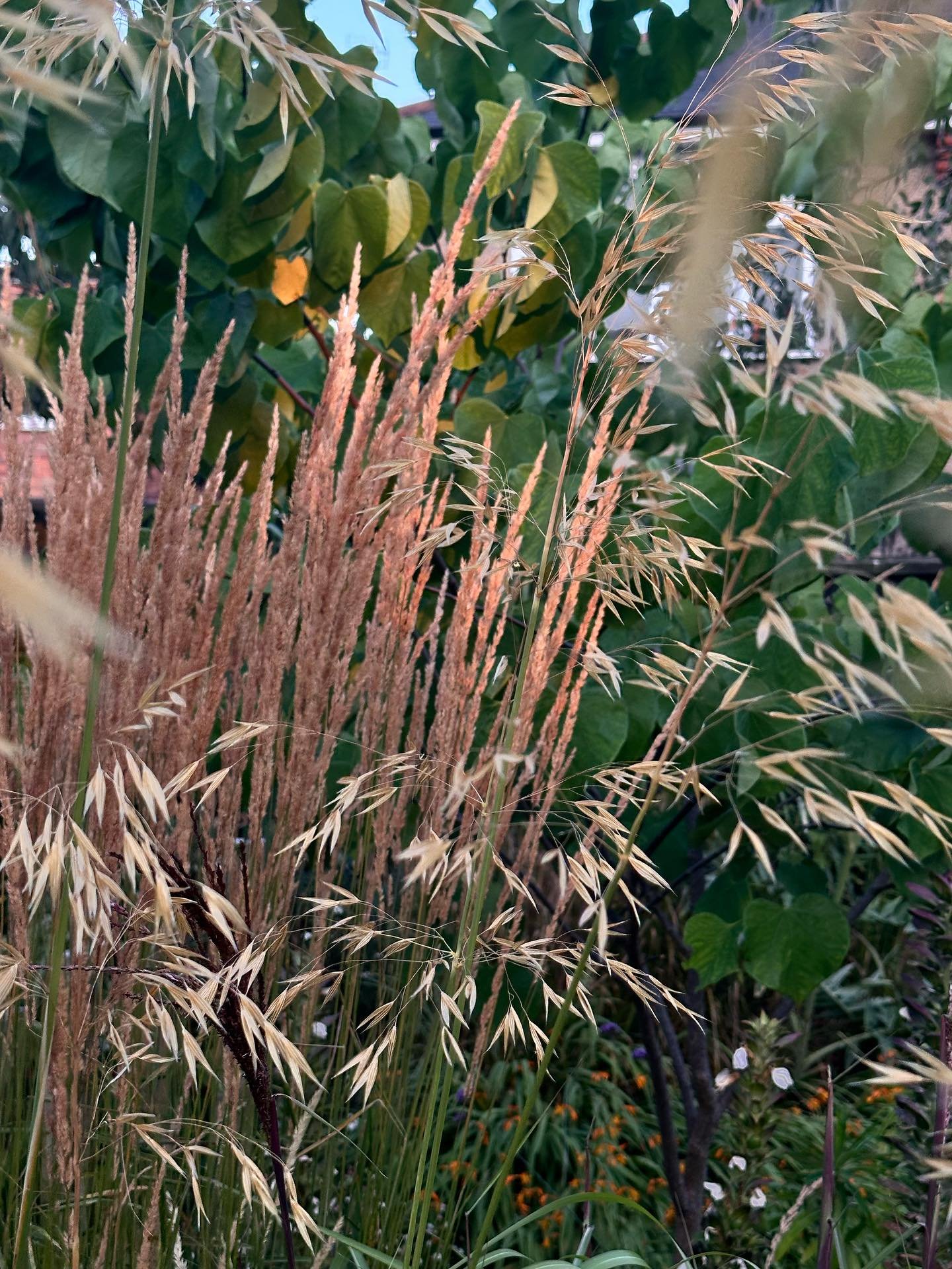 Evening light through the grasses

#garden #gardening #ukgarden #younggardener #gardendesign #bournemouth #dorset #dorsetgarden #wildlifegarden #wildlife #naturalistic #naturalisticplanting #naturalisticgarden #rewild #rewilding #wild #environment #p