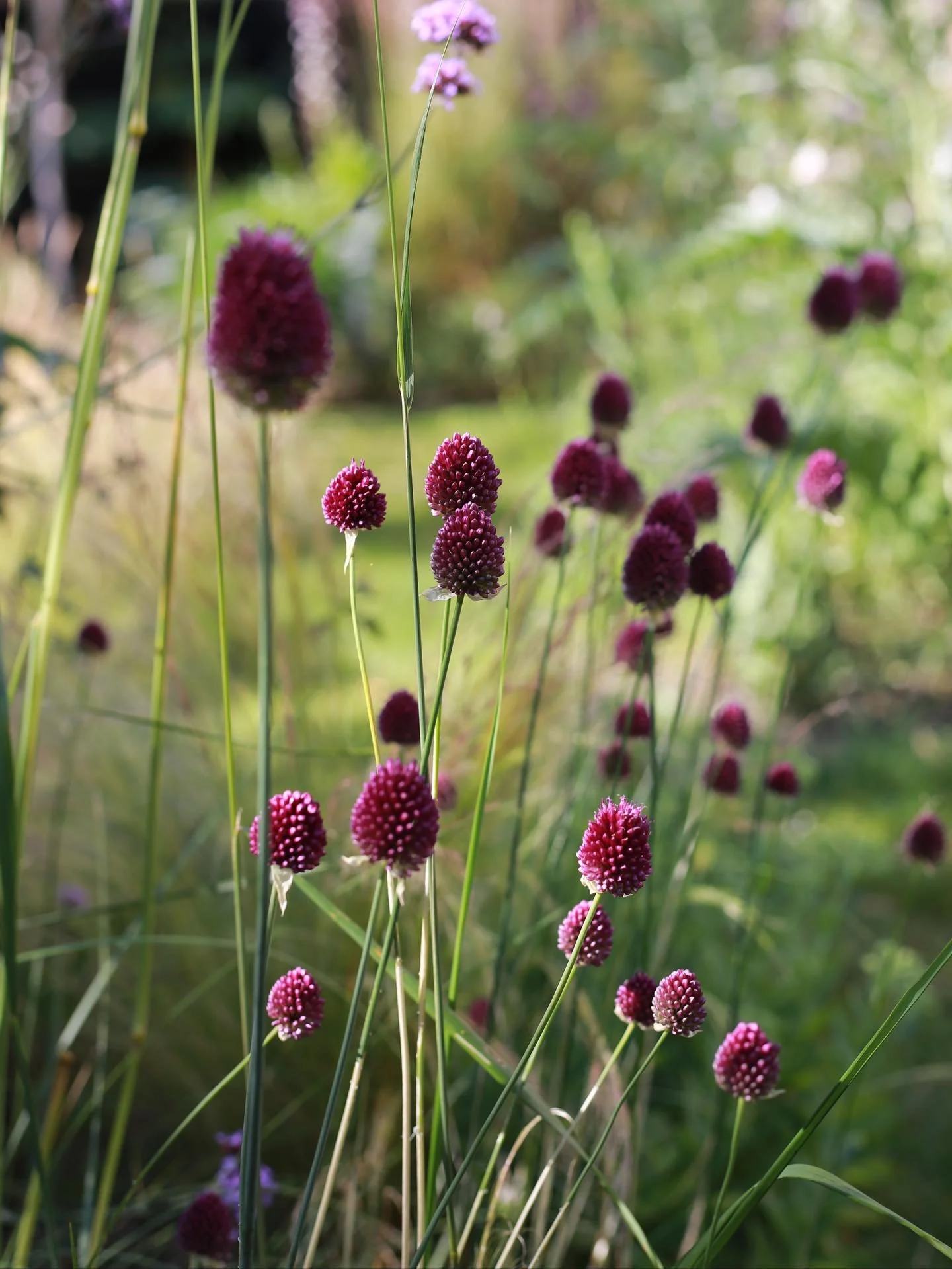 Allium sphaerocephalon, Sanguisorba and Teasels - adding globular forms that float above the other planting. I cant wait for the teasels to burst into colour! 

#garden #gardening #ukgarden #younggardener #gardendesign #bournemouth #dorset #dorsetgar