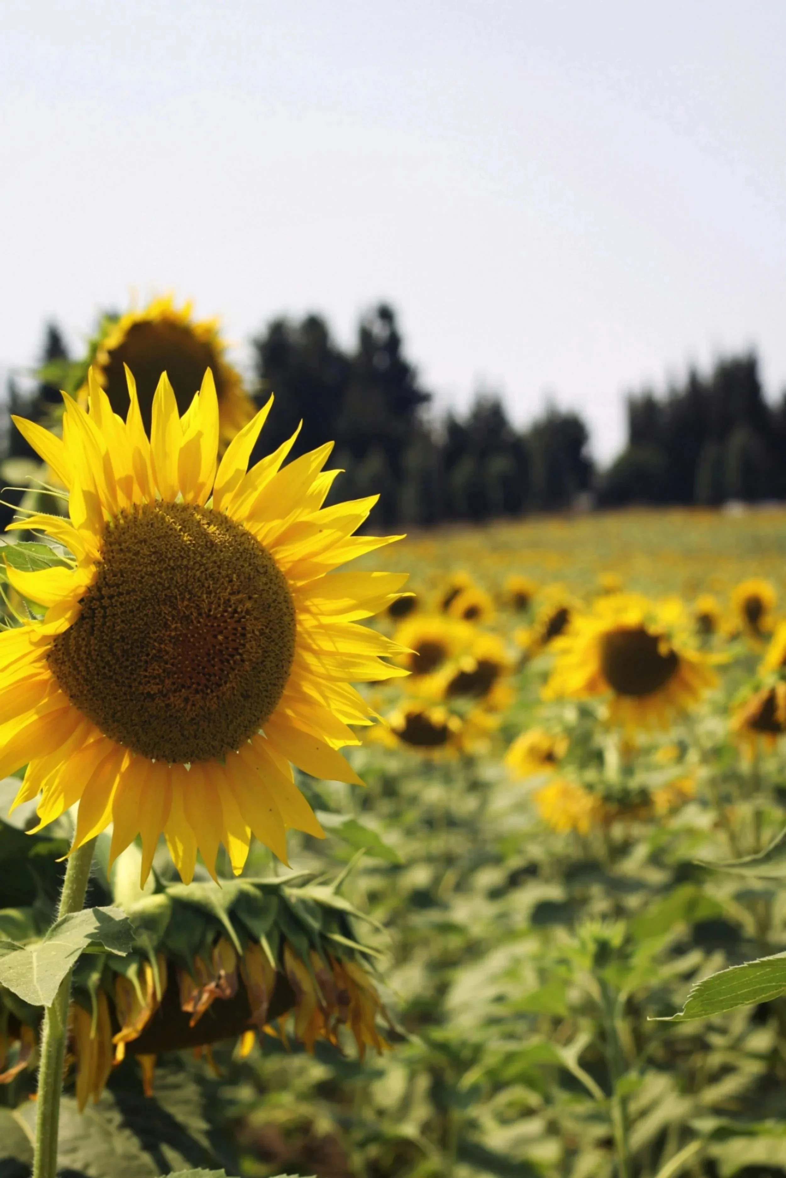 Grow with Purpose: Invest in Yourself, Nurture Your Potential