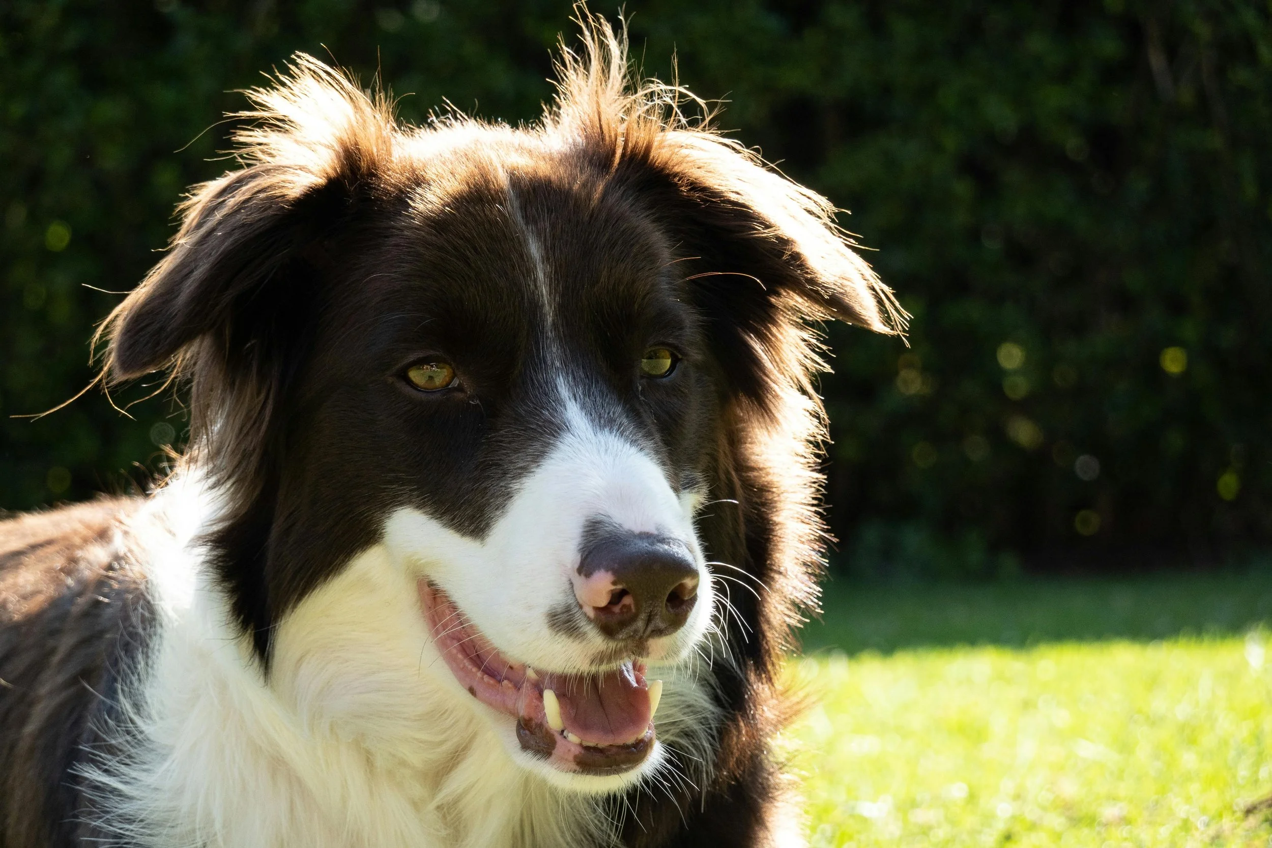 Close-up of a happy black and white Border Collie dog outdoors, with sunlight highlighting its fur, in a grassy area with blurred green trees in the background.