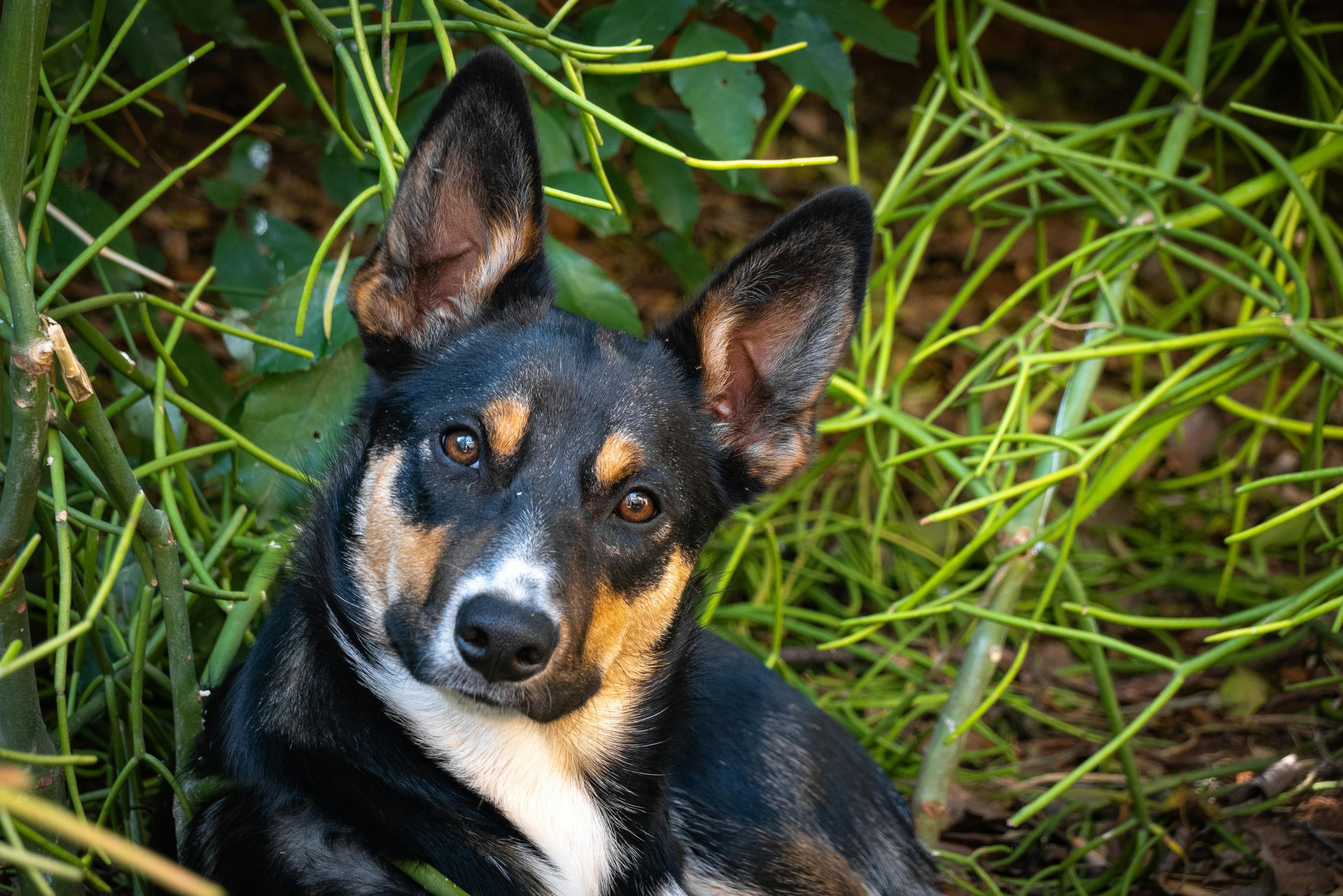 A black, brown, and white dog with large ears, sitting among green plants.