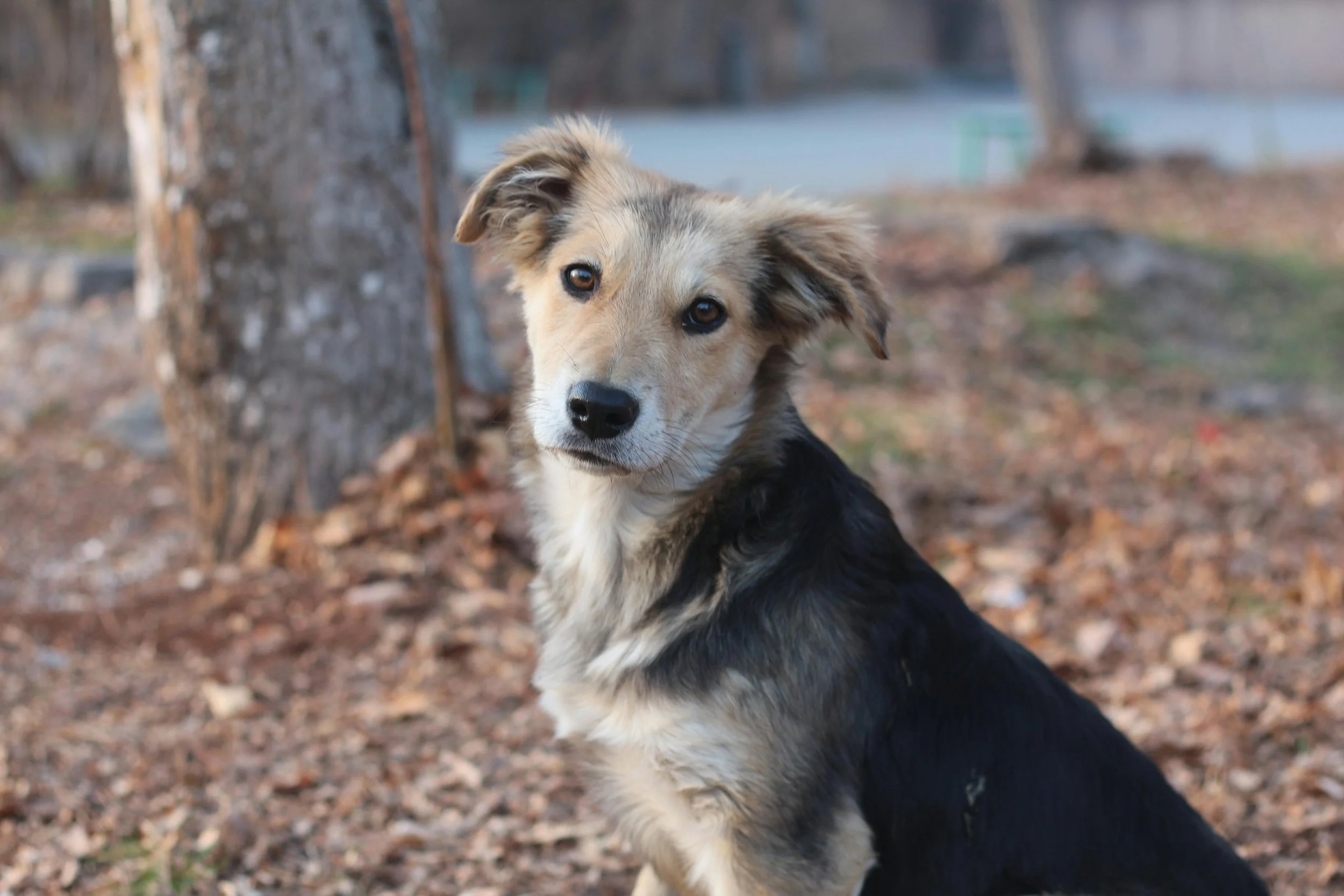 A young mixed-breed dog with tan and black fur sitting outdoors on a leaf-covered ground, looking at the camera with a curious expression.