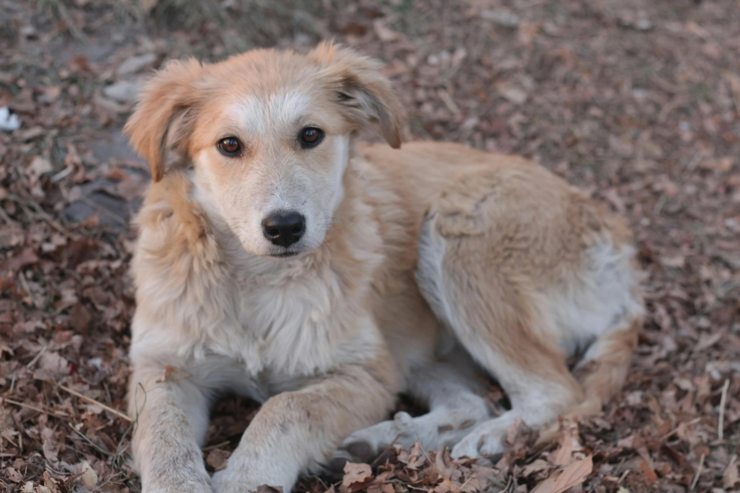 A young golden retriever puppy lying on the ground covered with dry leaves.
