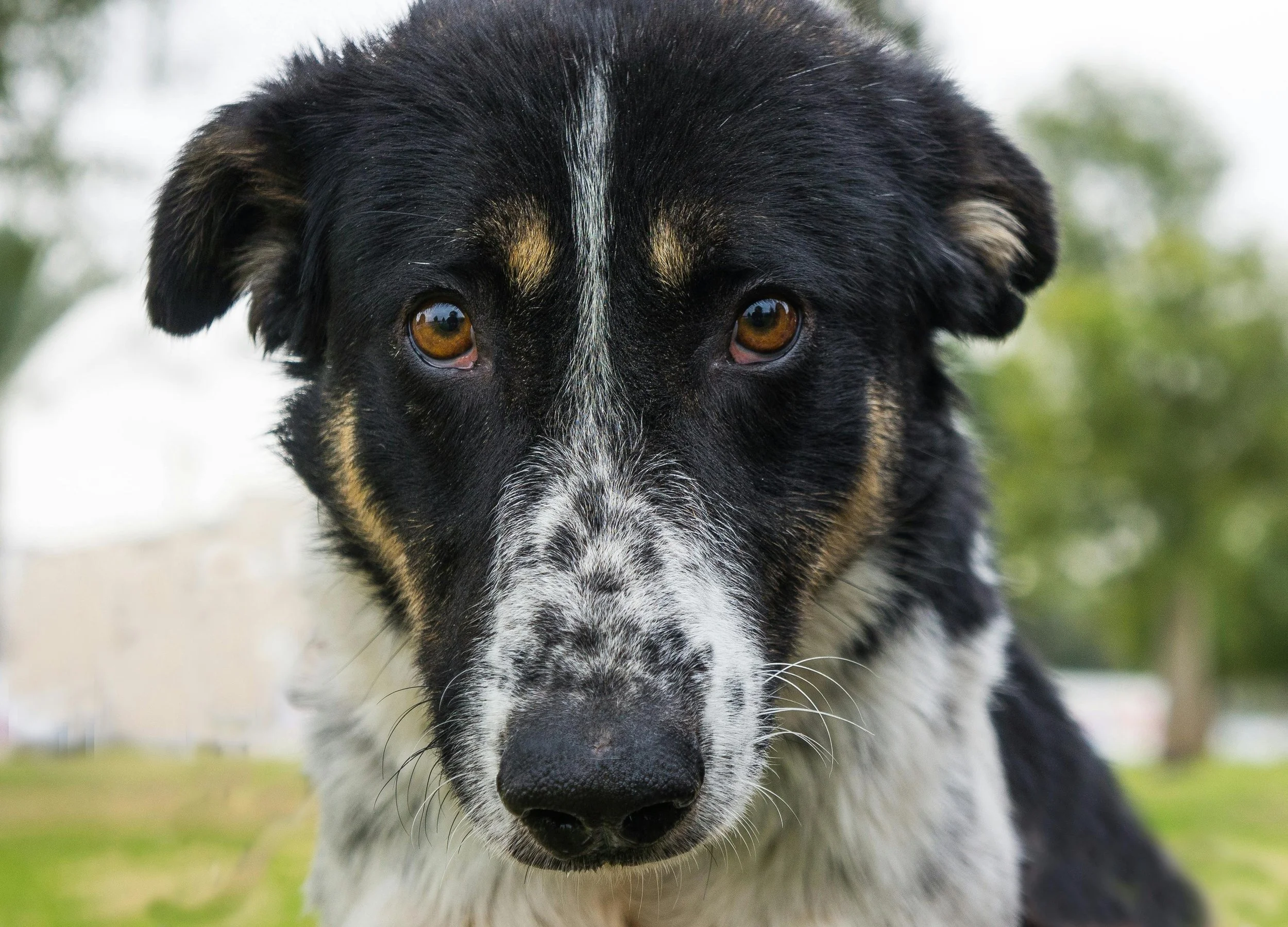 Close-up of a black and white dog with amber eyes, outdoors with blurred green background.