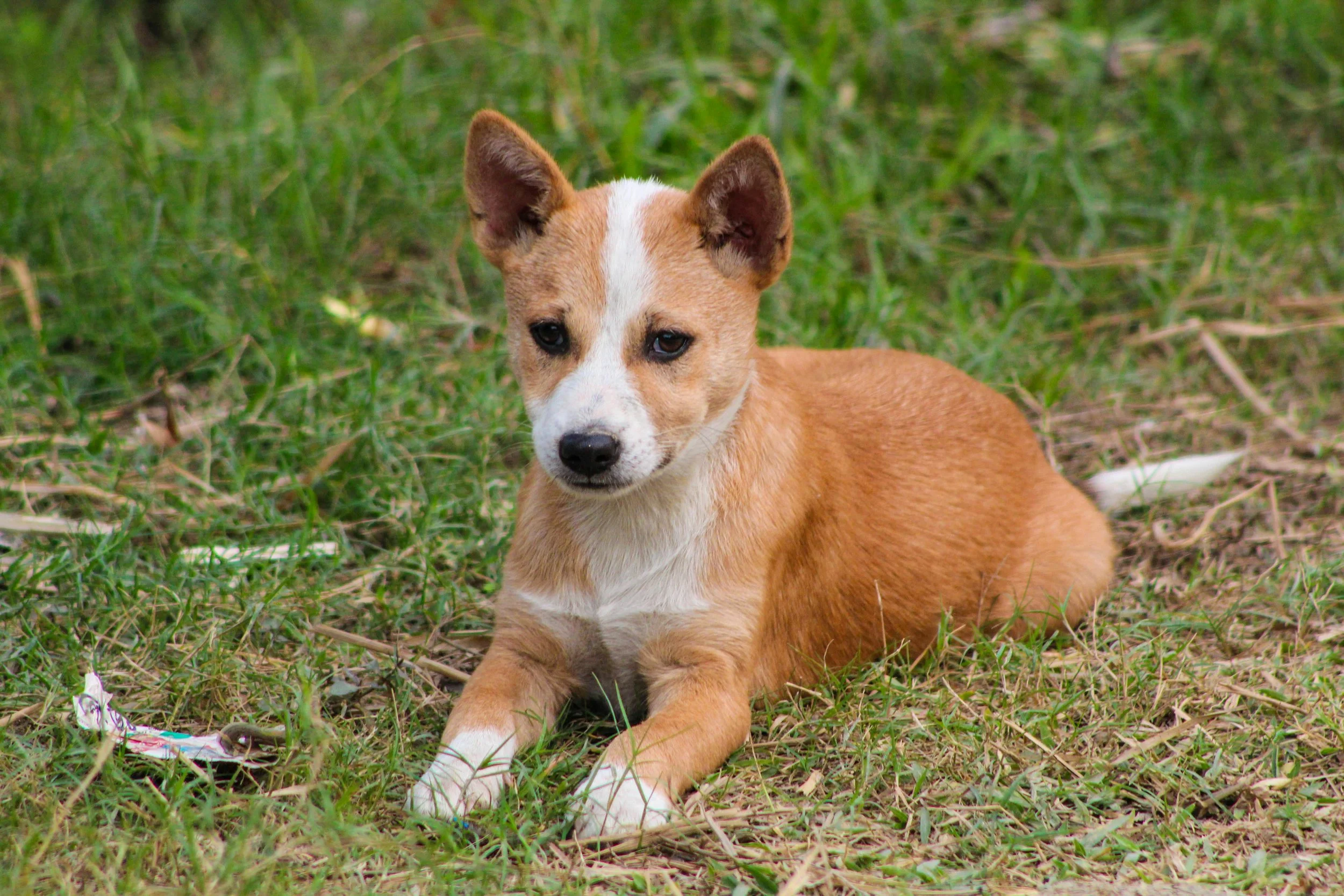 A tan and white puppy lying on grass in a natural outdoor setting.