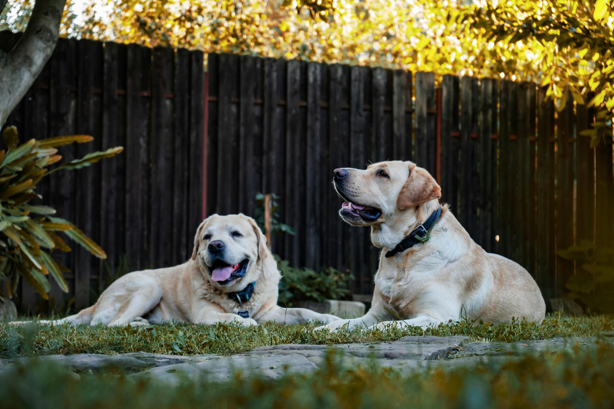 Two Labrador dogs in a backyard with a wooden fence, green grass, and plants, one lying down with tongue out and the other sitting, both relaxed and enjoying the outdoors.