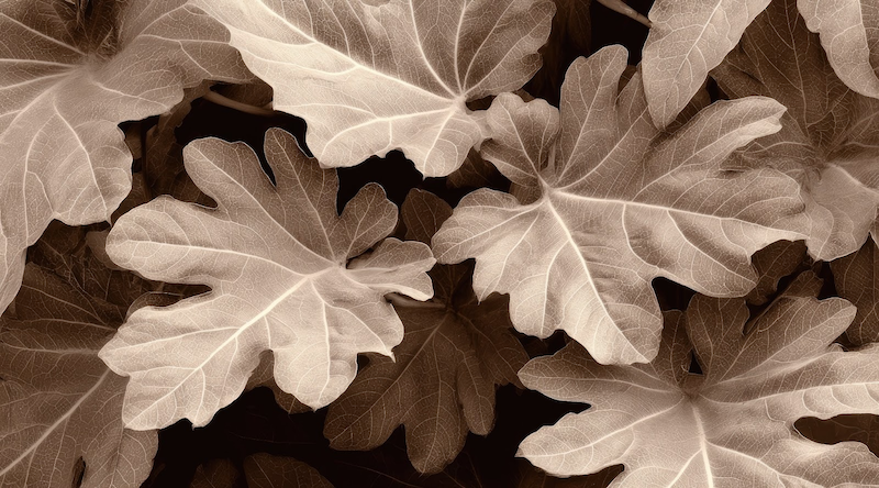 Close-up of light-colored and dark-colored fallen autumn leaves.