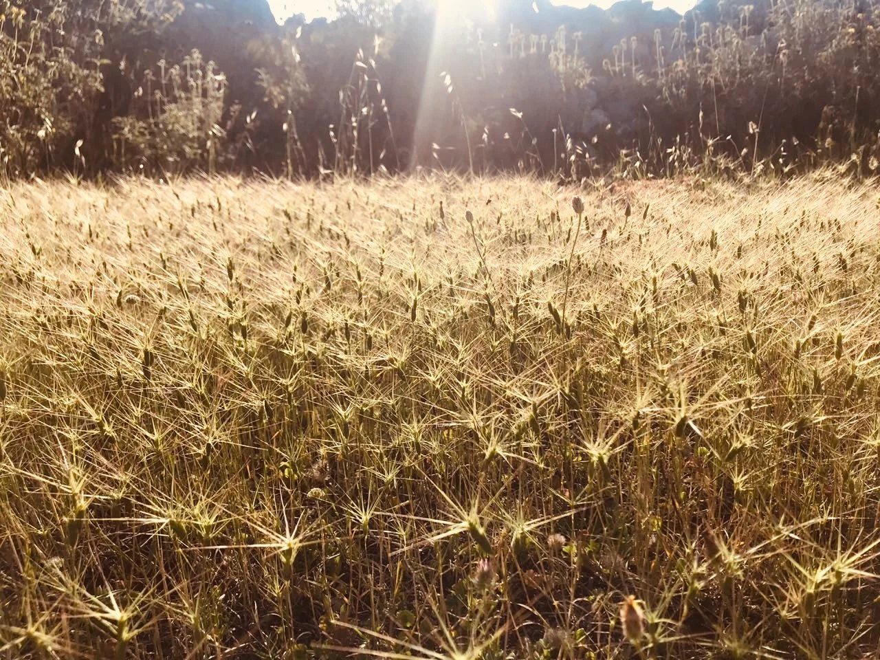 A sunlit field of tall, dry grass with a backdrop of distant trees and a mountainous landscape.