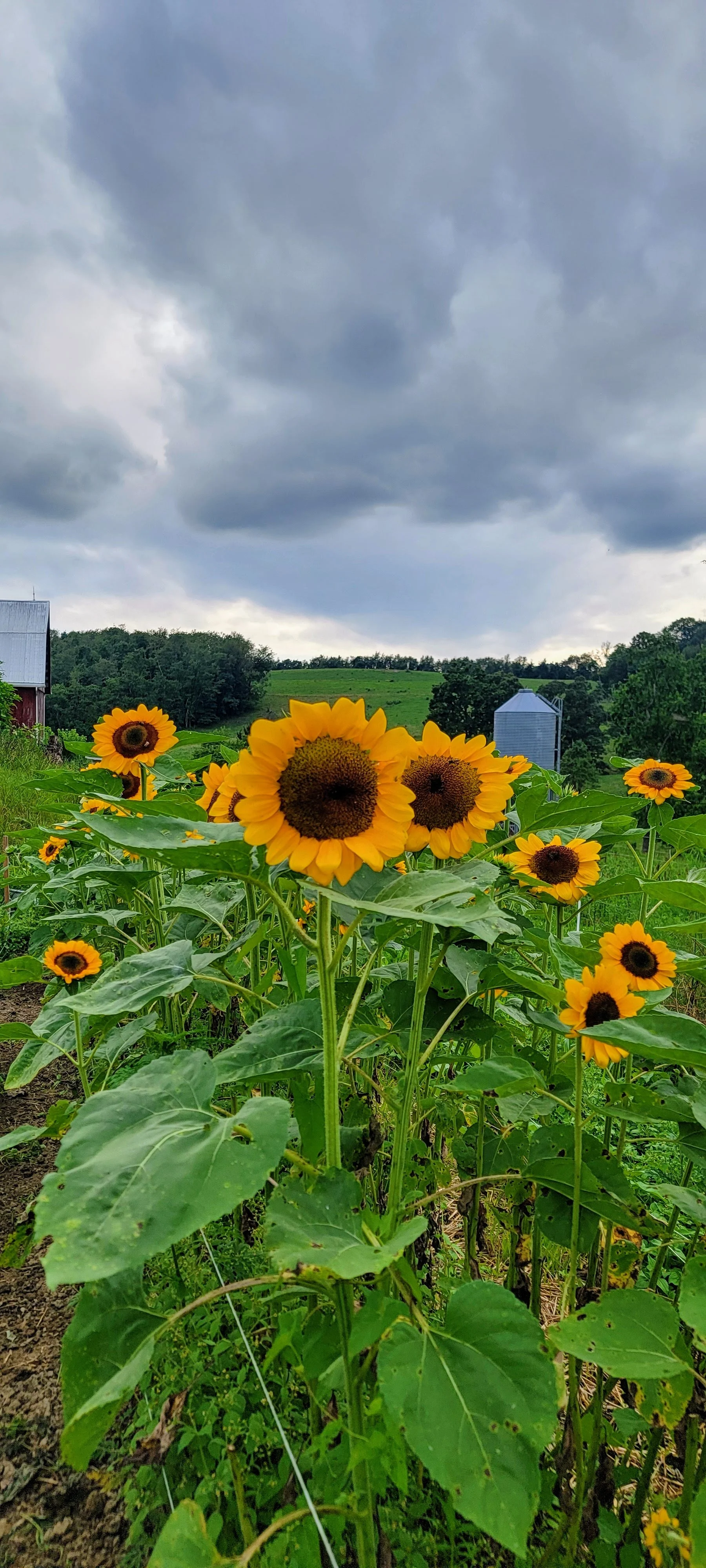 Sunflower field with mature sunflowers and green leaves, overcast sky with dark clouds, farm buildings and silos in the background.