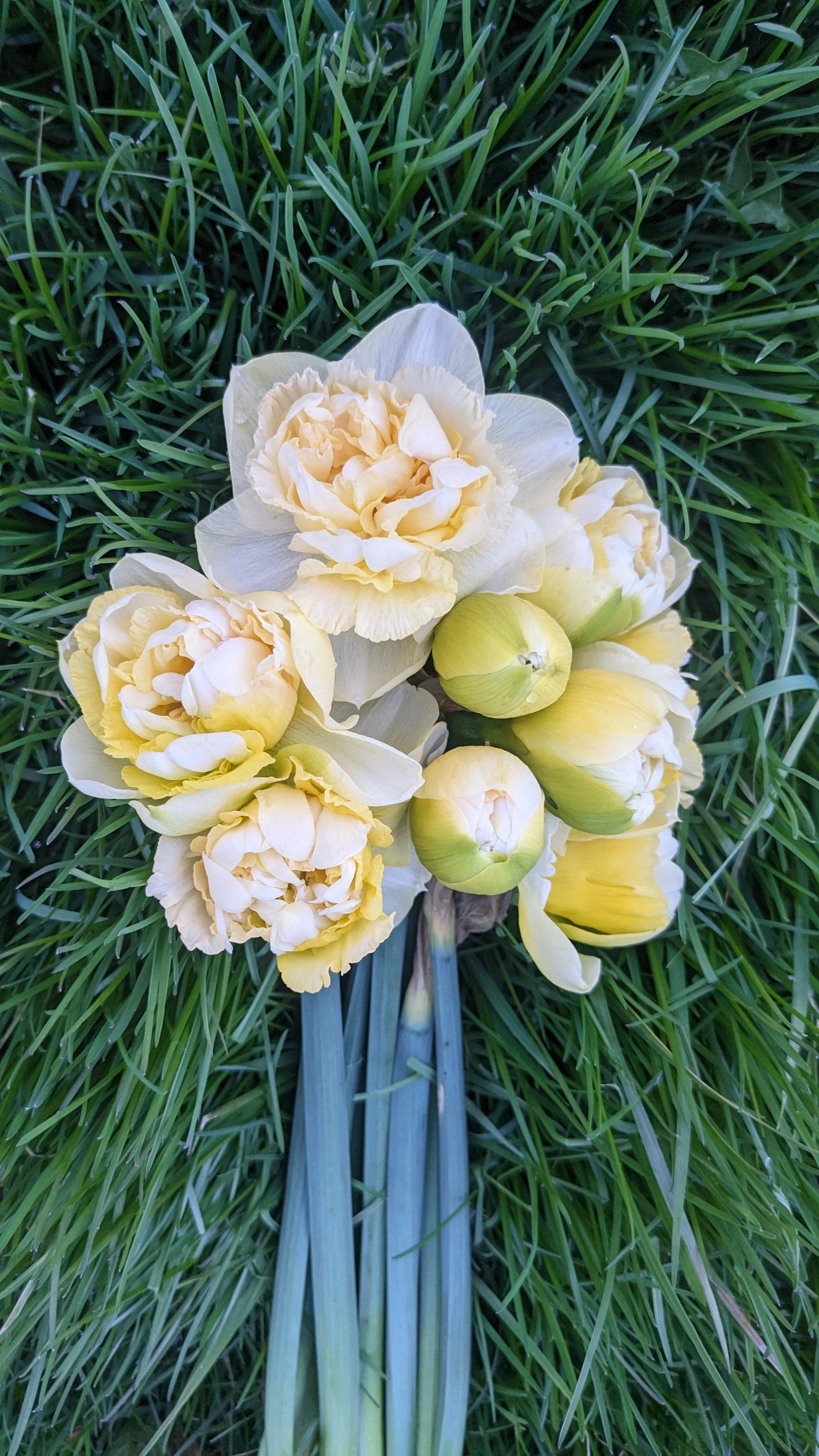 A bouquet of yellow and white daffodils resting on green grass.