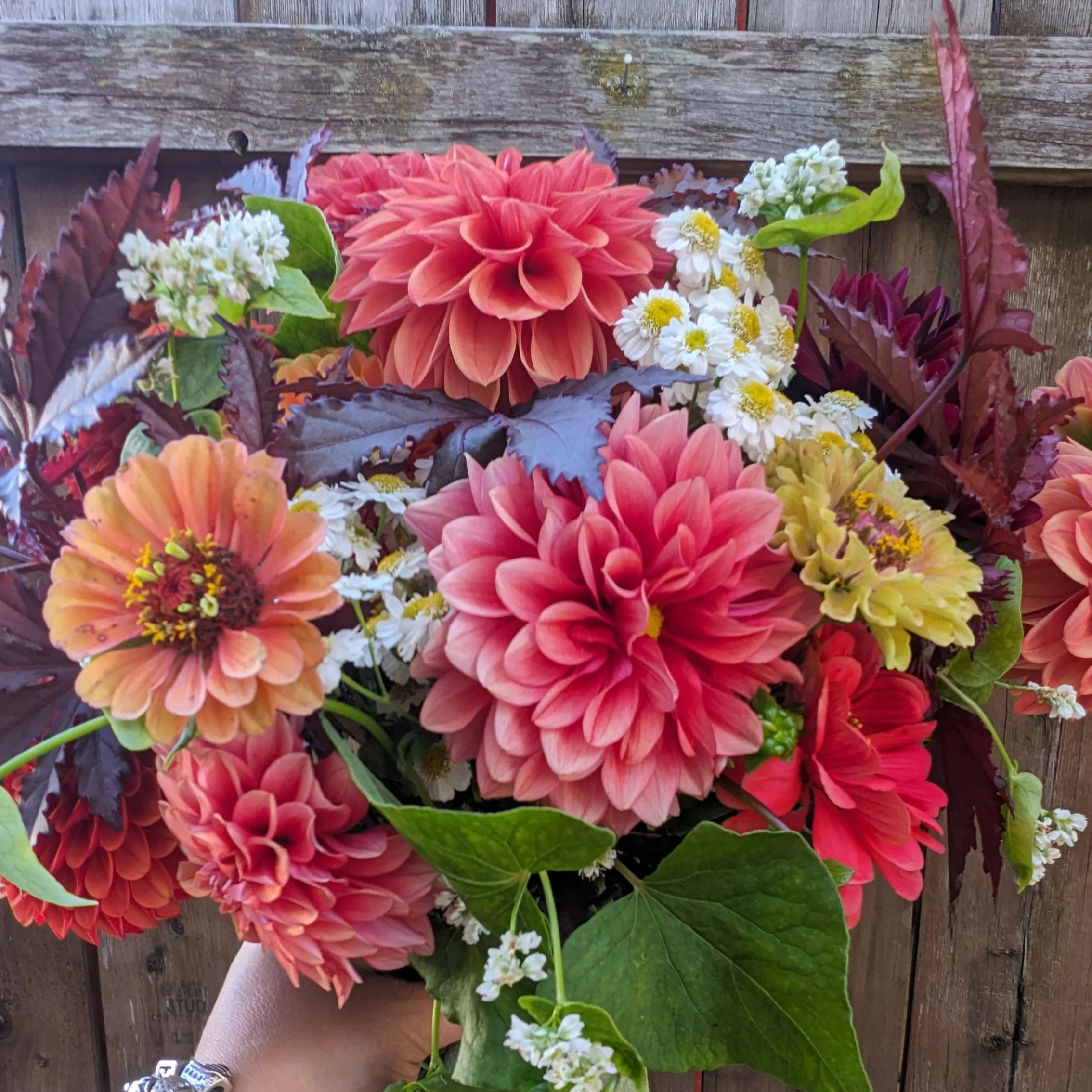 A bouquet of colorful flowers including large peach and pink dahlias, small white daisies, orange and yellow zinnias, and purple hibiscus foliage.