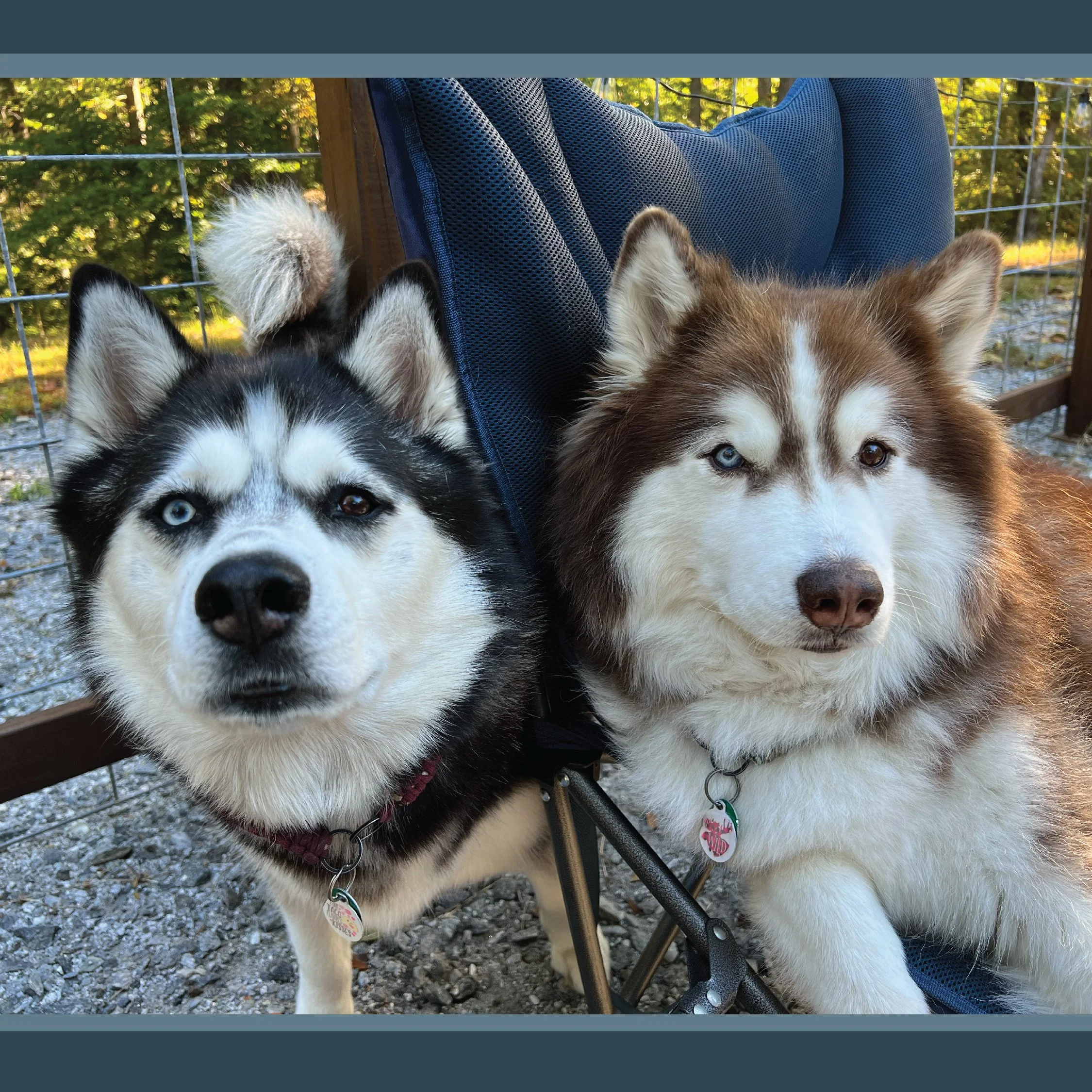 Two Siberian Huskies, one with black and white fur and blue eyes, and the other with brown and white fur and partly blue, partly brown eyes, lying outdoors on a gravel surface. Behind them is a wooden fence and green trees.
