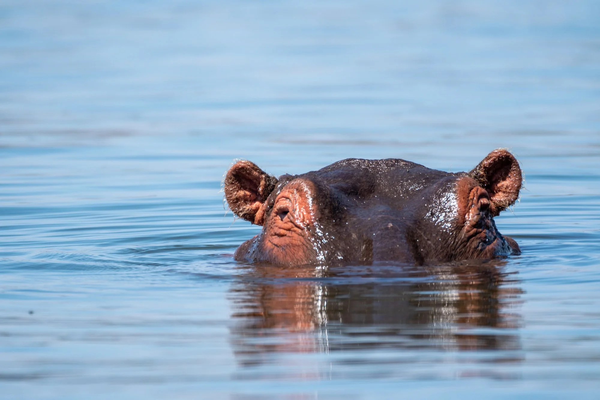 Depositphotos_654010596_L.jpg