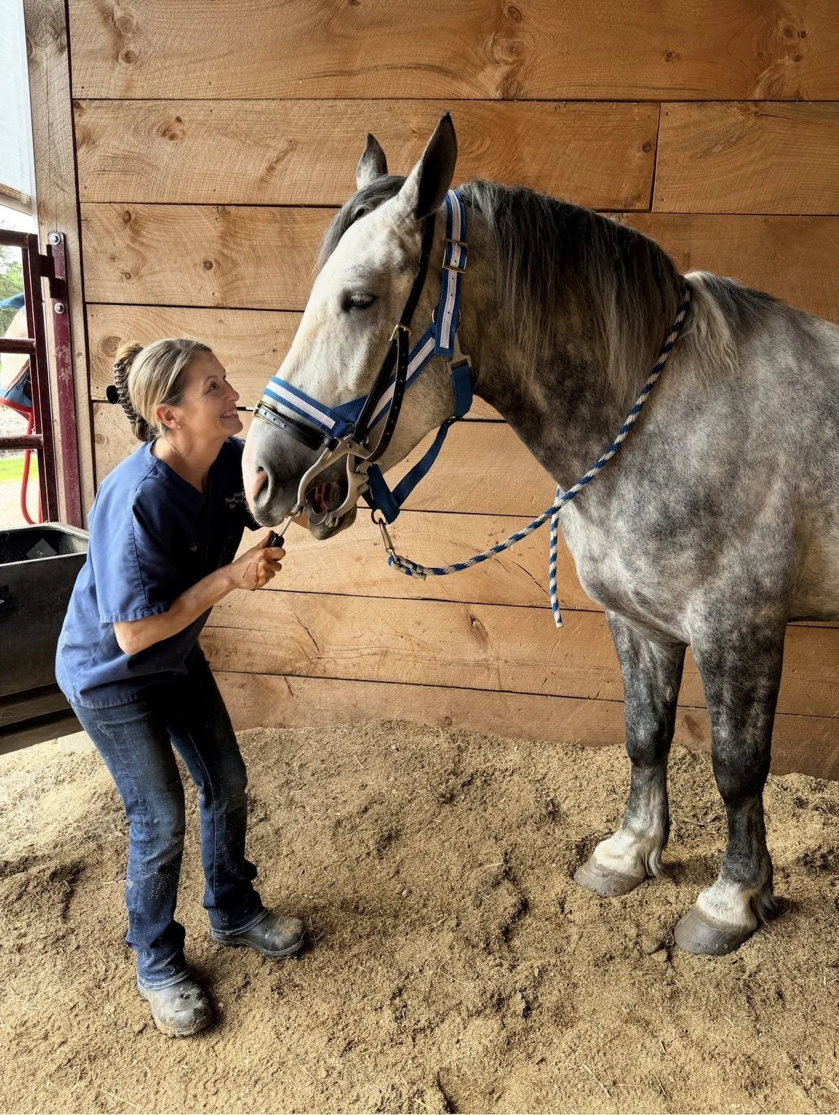 A woman in a blue shirt and jeans smiling at a large gray and white horse inside a barn, holding the horse's bridle.