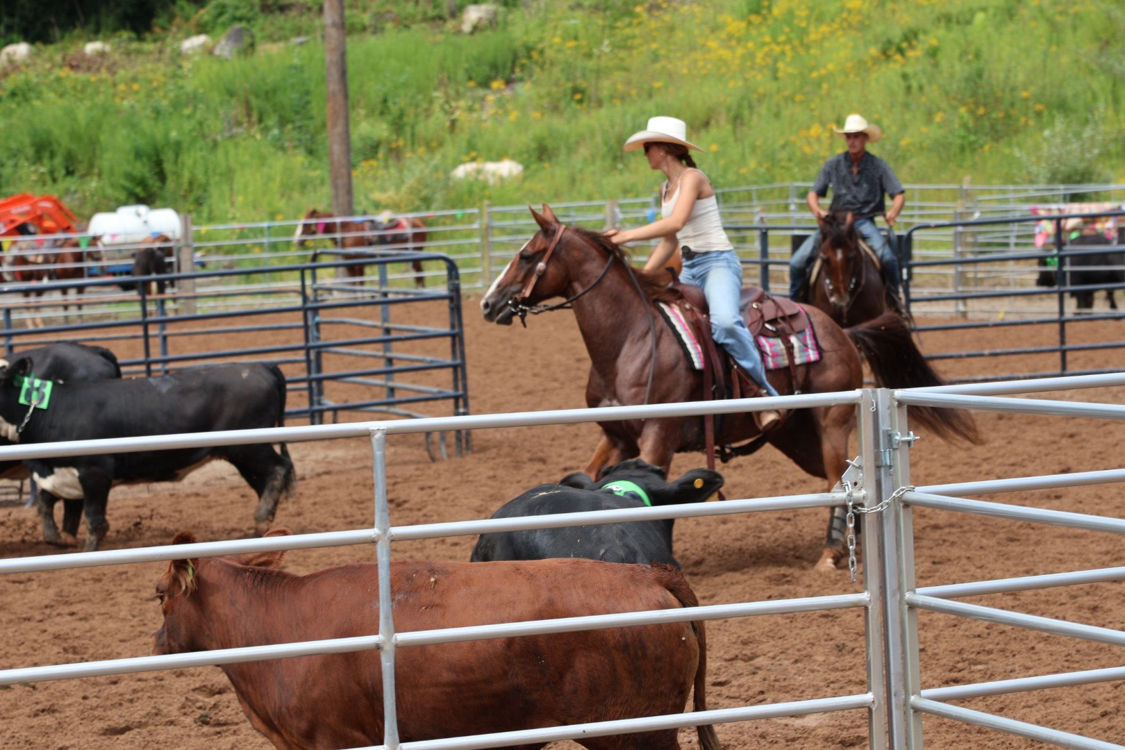 Two cowgirls riding horses in a round pen with cattle, while other horses and a green hillside are visible in the background.