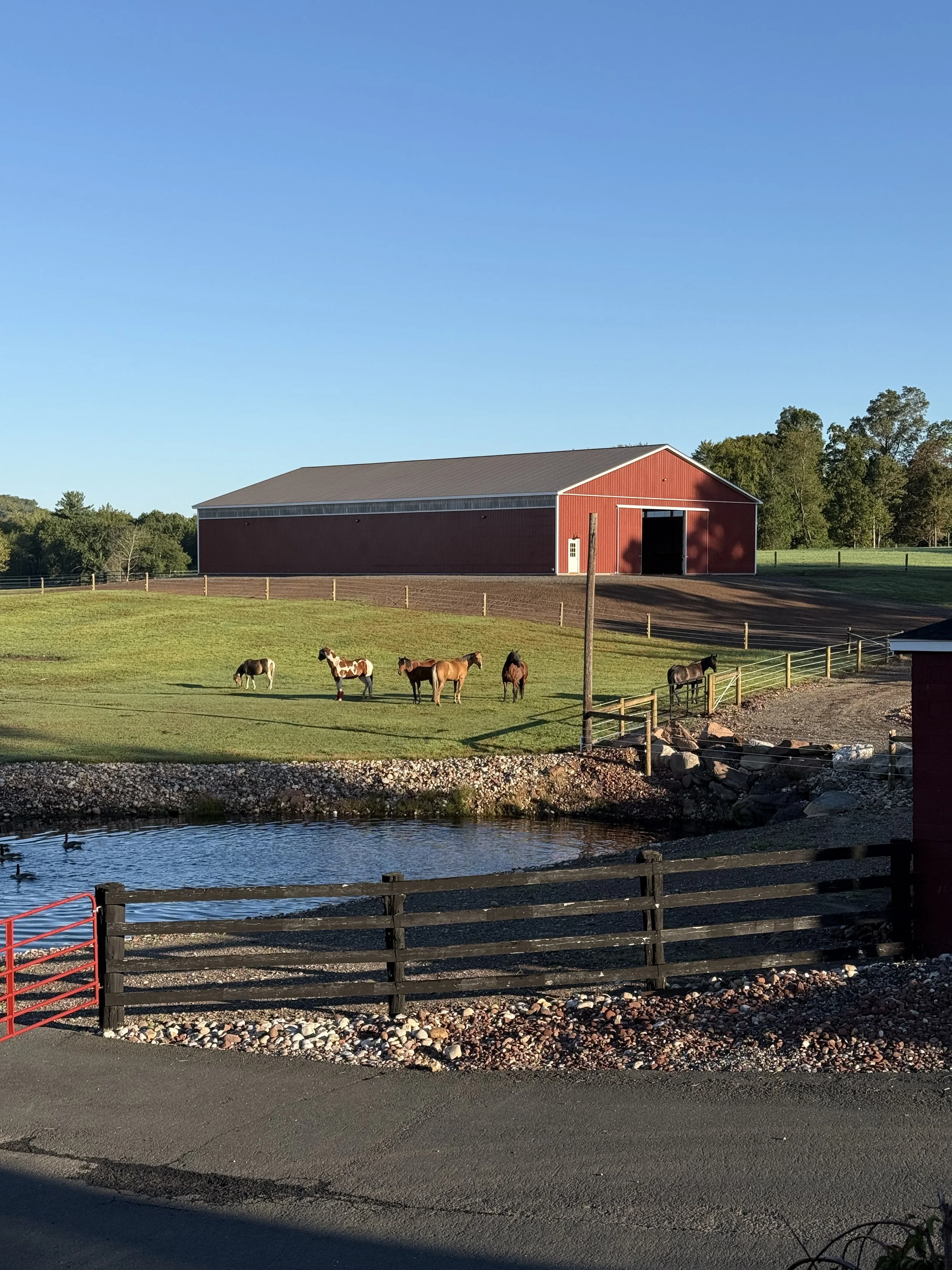 A red barn in the background with a fenced grassy field in front, containing five horses and a small pond with ducks.
