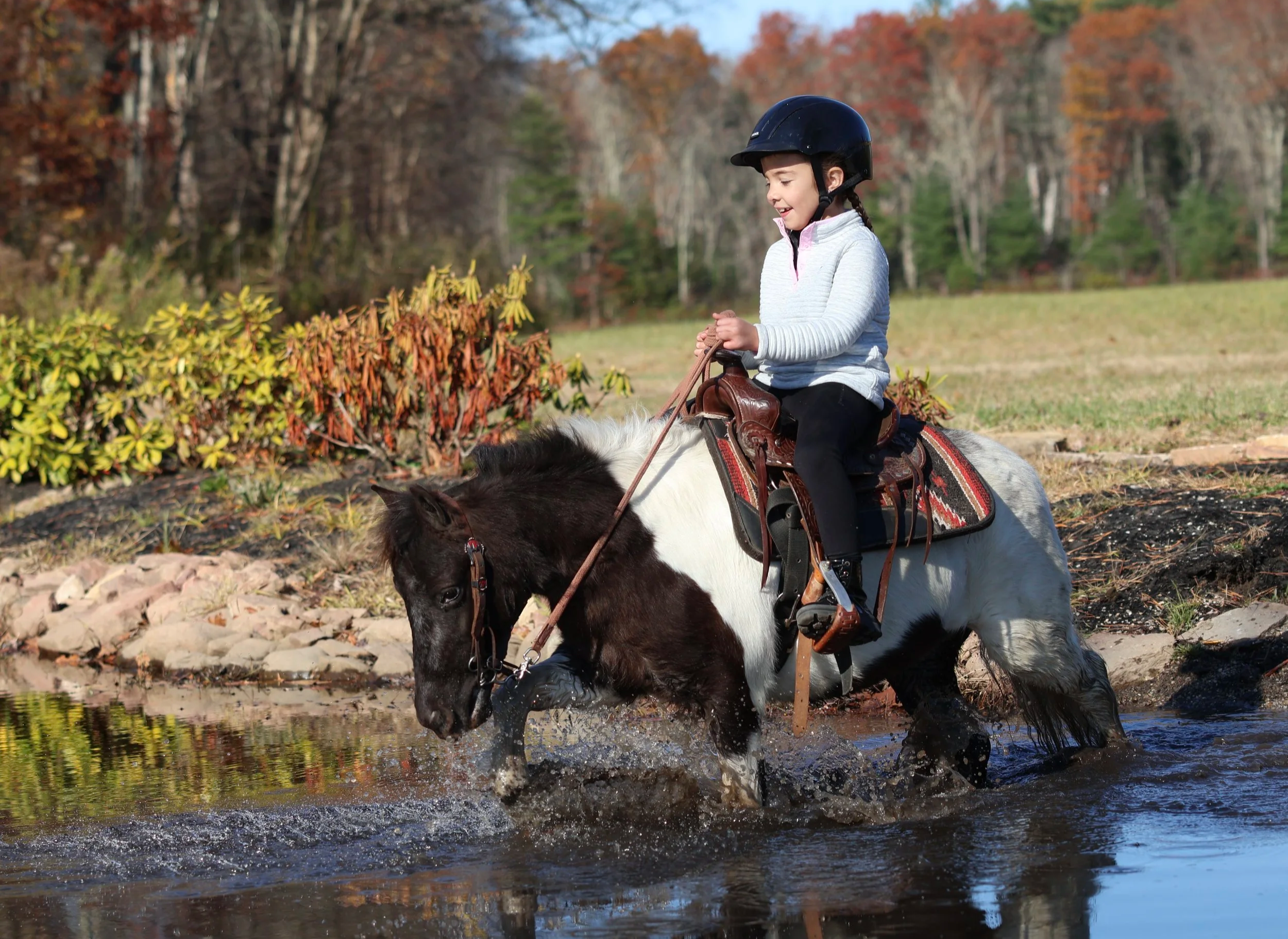 Young girl wearing a helmet riding a black and white pony across a stream in a wooded area during fall.