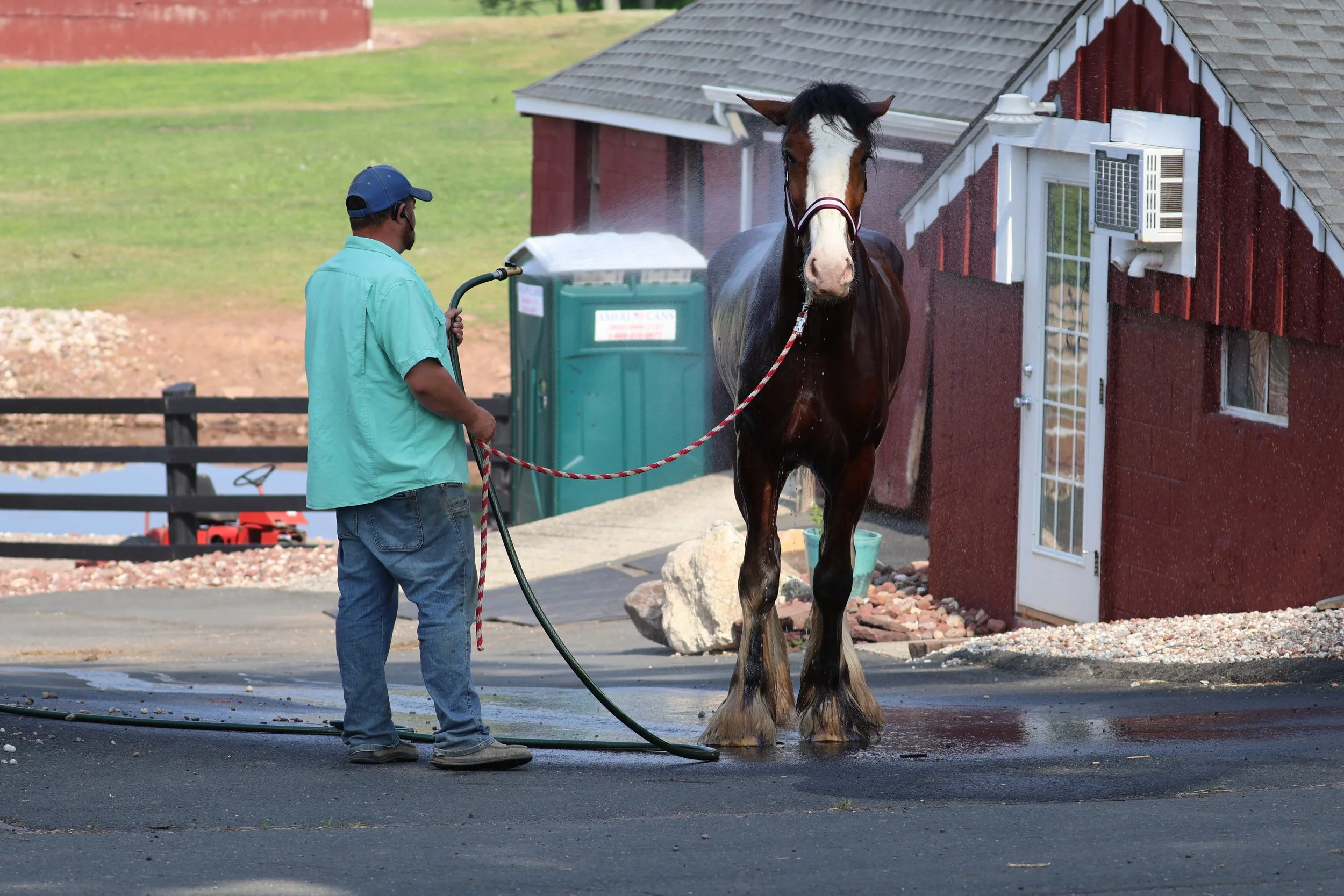 A man in a light blue shirt and jeans cleans a large, dark brown horse with white markings on its face outside a red building with a white door and window. The horse is tied with a red and white lead rope, and the man is holding a hose aimed at washing the horse.