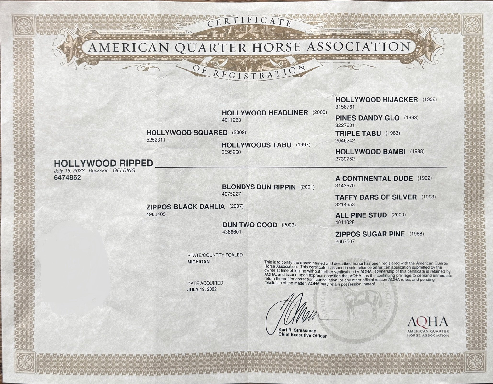 A certificate from the American Quarter Horse Association showing registration details and pedigree for a horse named Hollywood Ripped, issued on July 19, 2022, in Michigan.