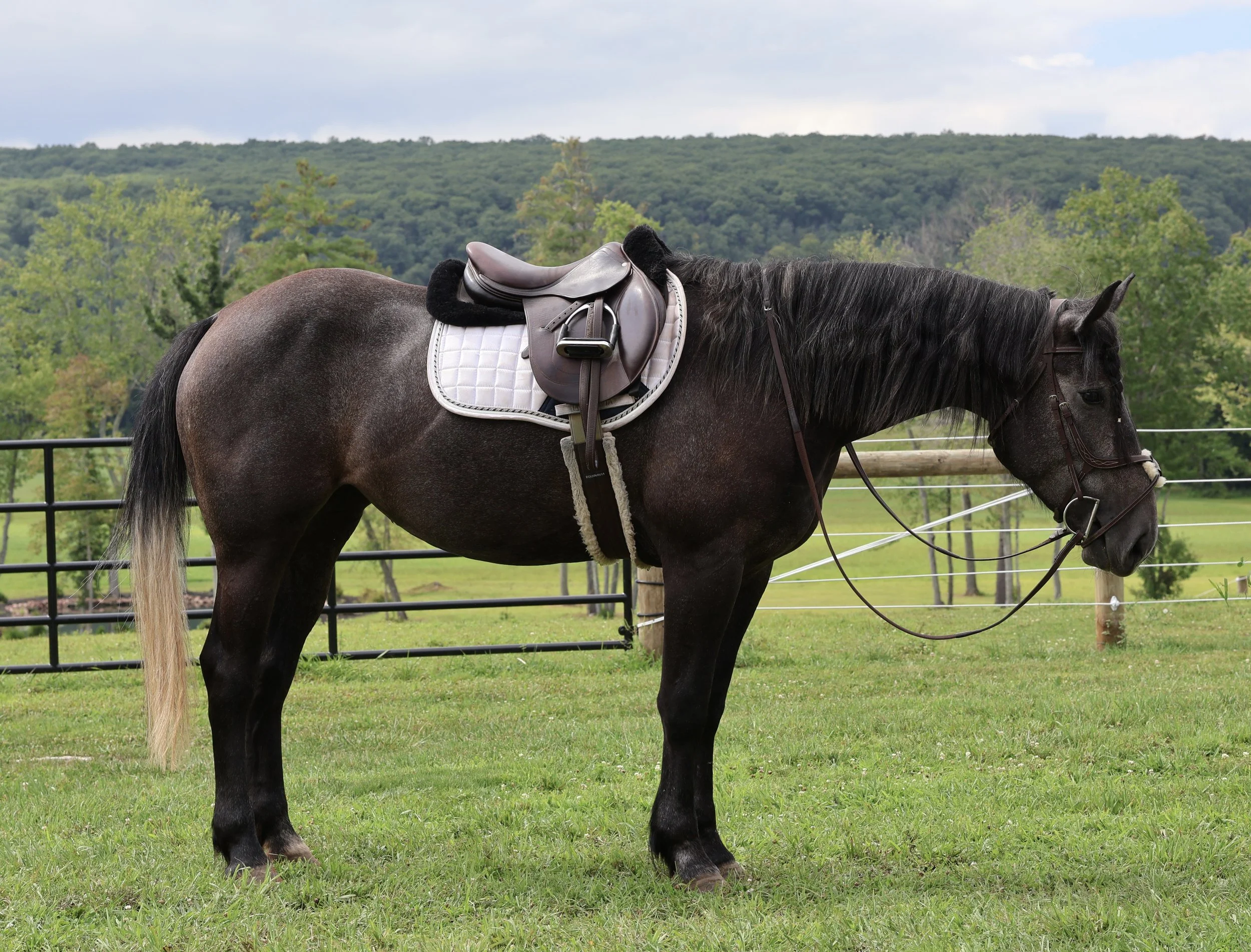 A gray horse with a saddle on its back standing on green grass in a fenced outdoor area, with trees and hills in the background under a cloudy sky.