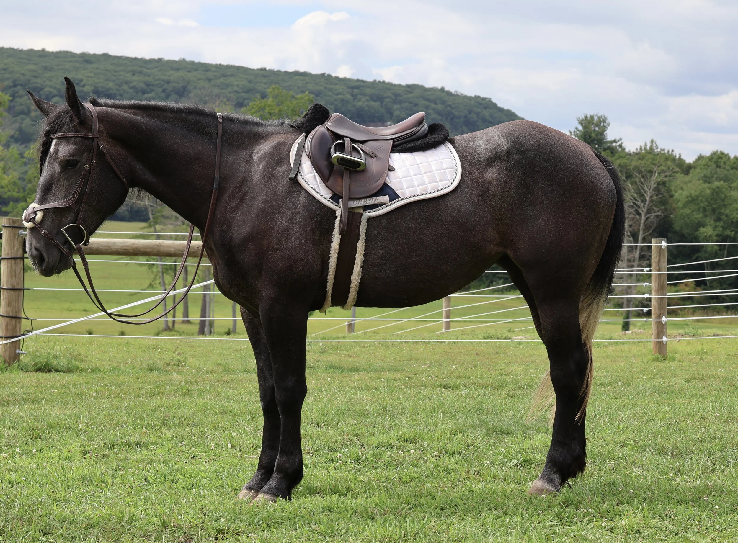 A dark brown horse standing in a grassy field with a saddle on its back, surrounded by a wooden fence, with green trees and hills in the background under a partly cloudy sky.