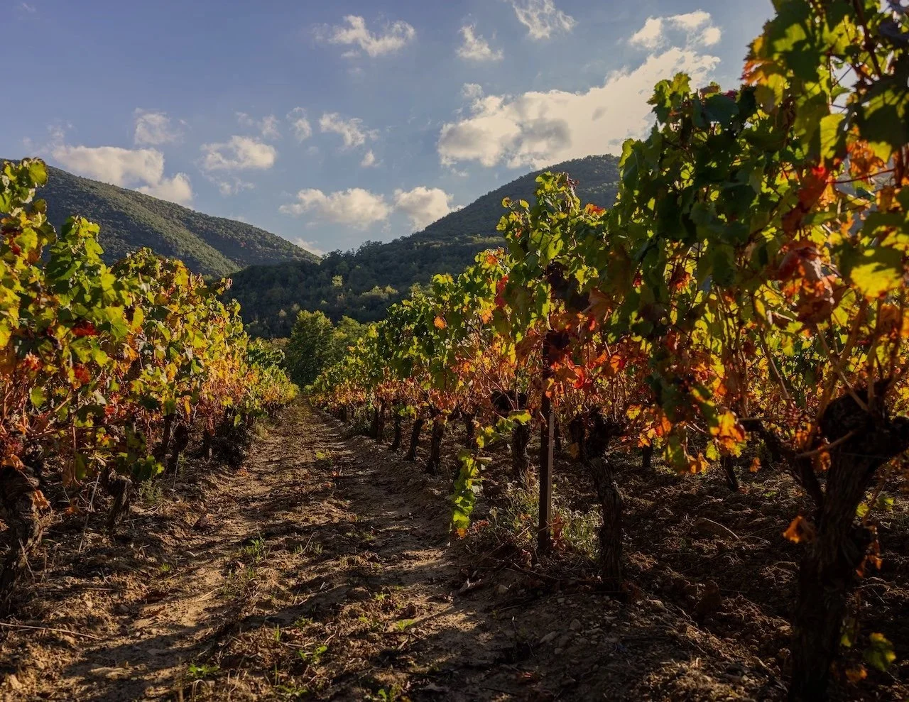 Nicolas Saubestre international photographer sud France Corbières crémant Limoux